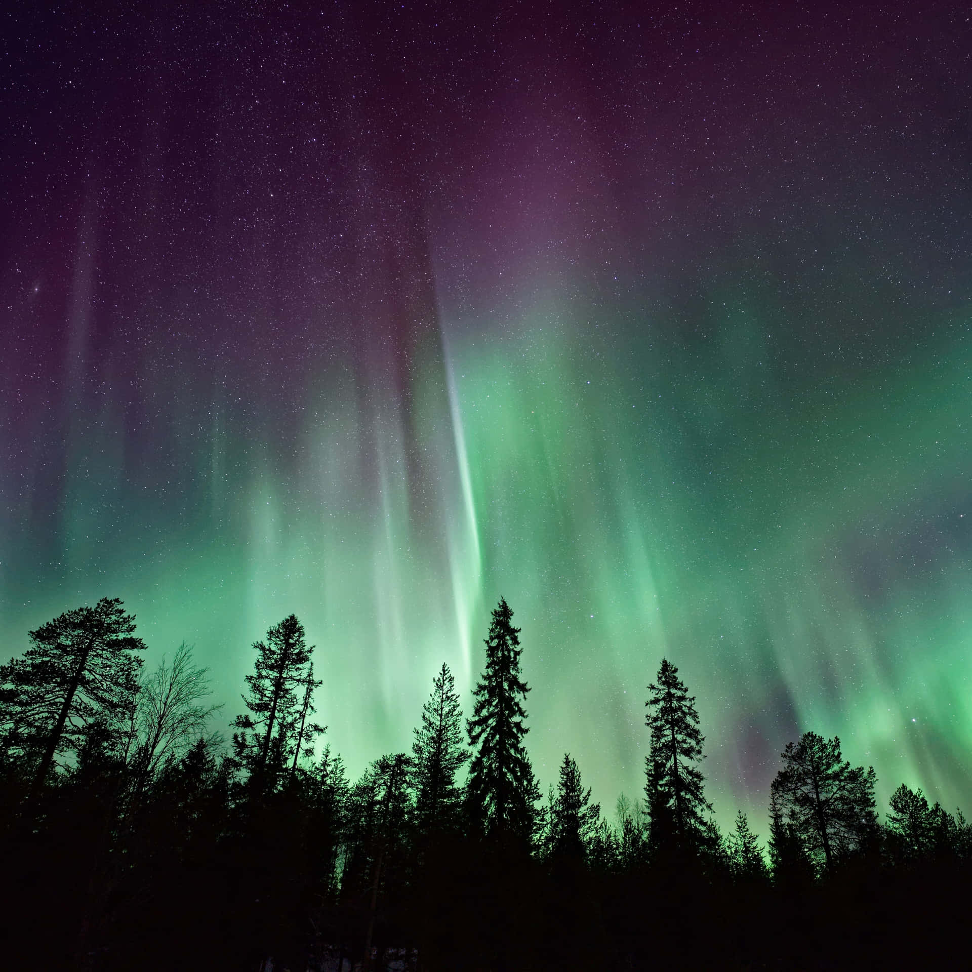 The Aurora Borealis Is Seen Over A Forest Wallpaper