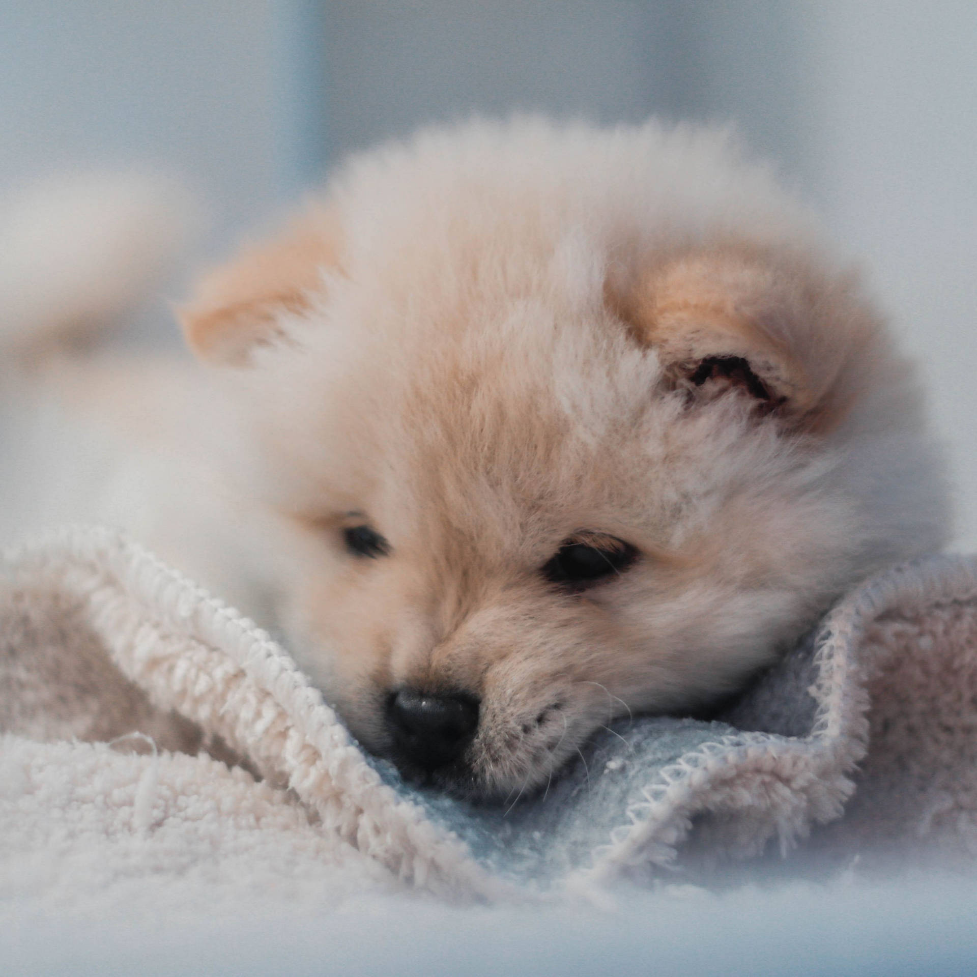 Ipad Pro Cute Dog With Cloth Wallpaper