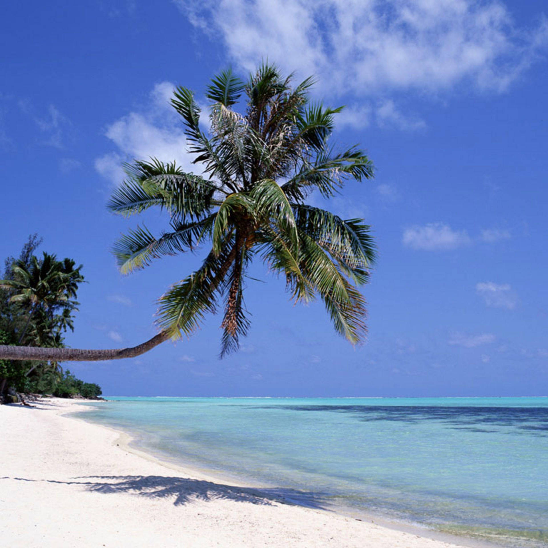 Palme træ på Sandy Beach på iPad Pro Wallpaper