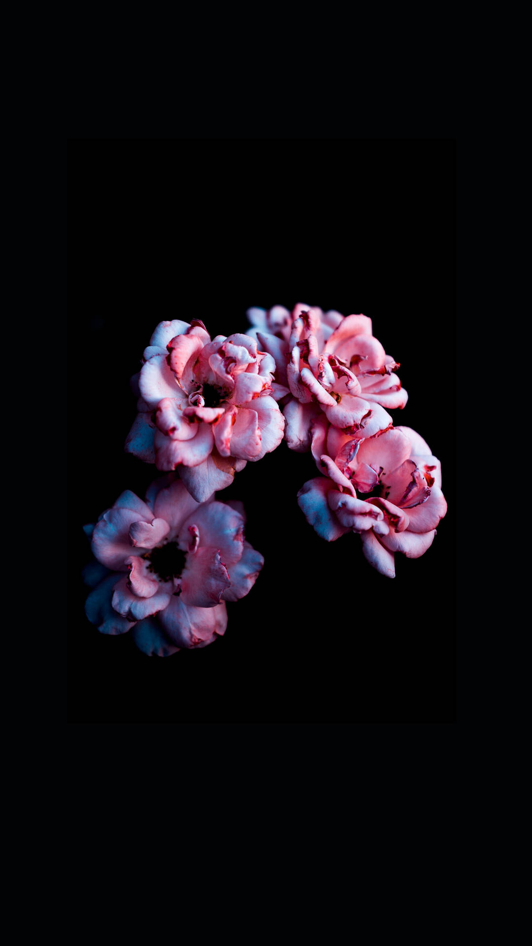 Iphone 11 Black Background With Pink Flowers