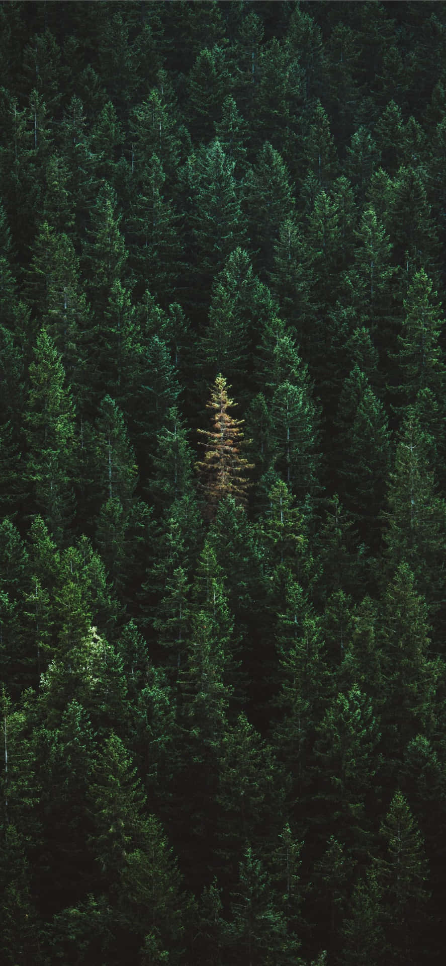 Design af grønne skovtræer til Iphone 11 Wallpaper