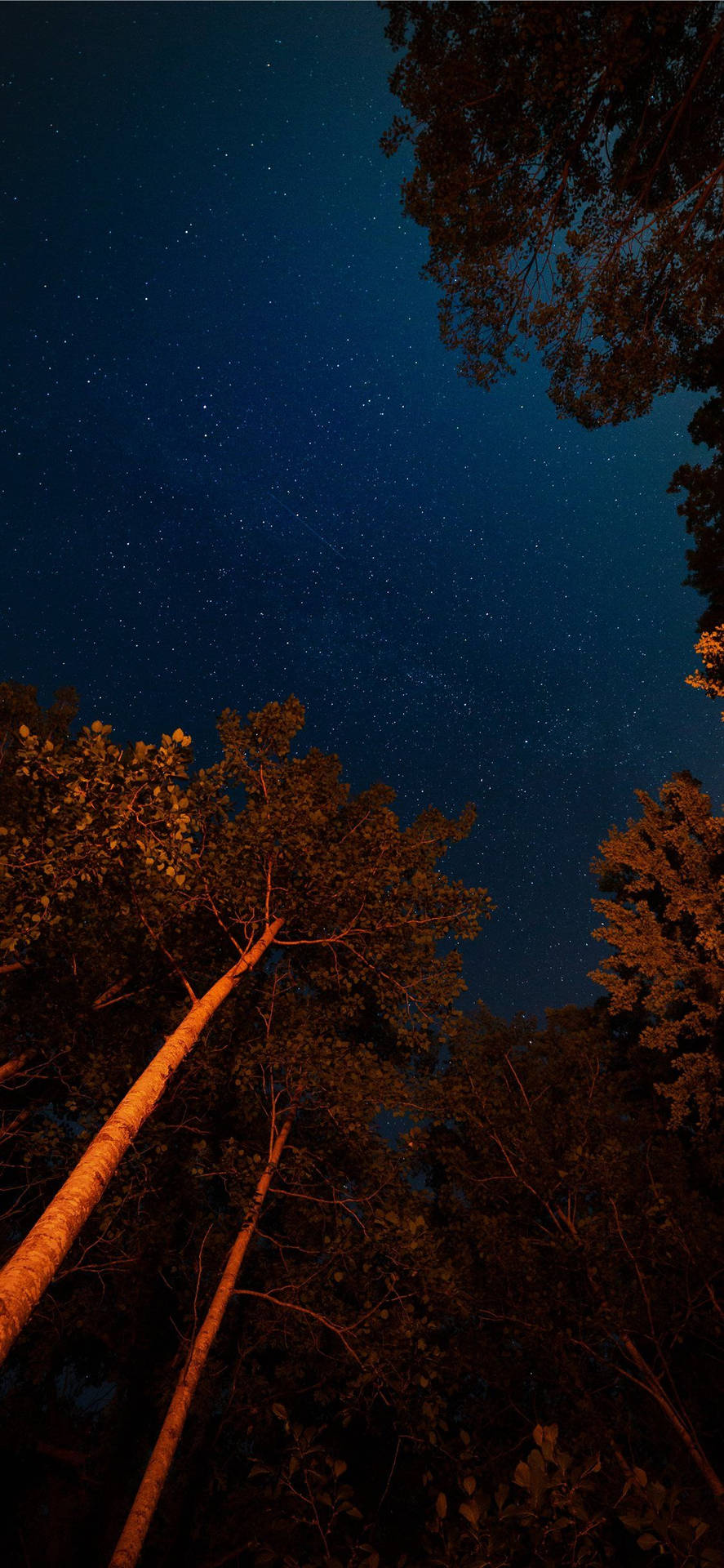 Enjoying the tranquil beauty of a forest night sky with the iPhone 11 Wallpaper