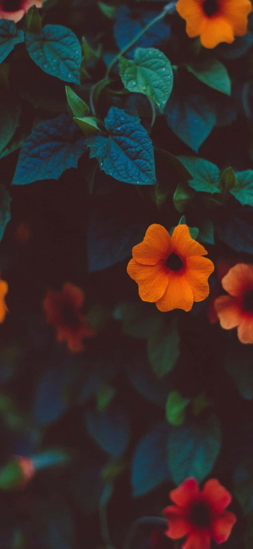 Orange Flowers On A Dark Background