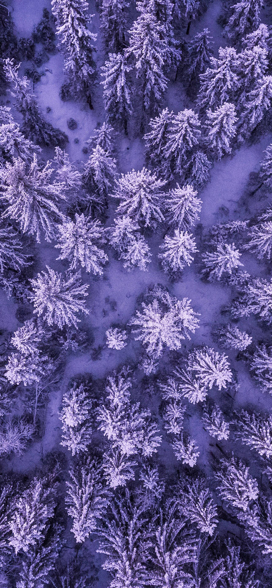 Iphone11 Foresta Di Neve Viola Sfondo