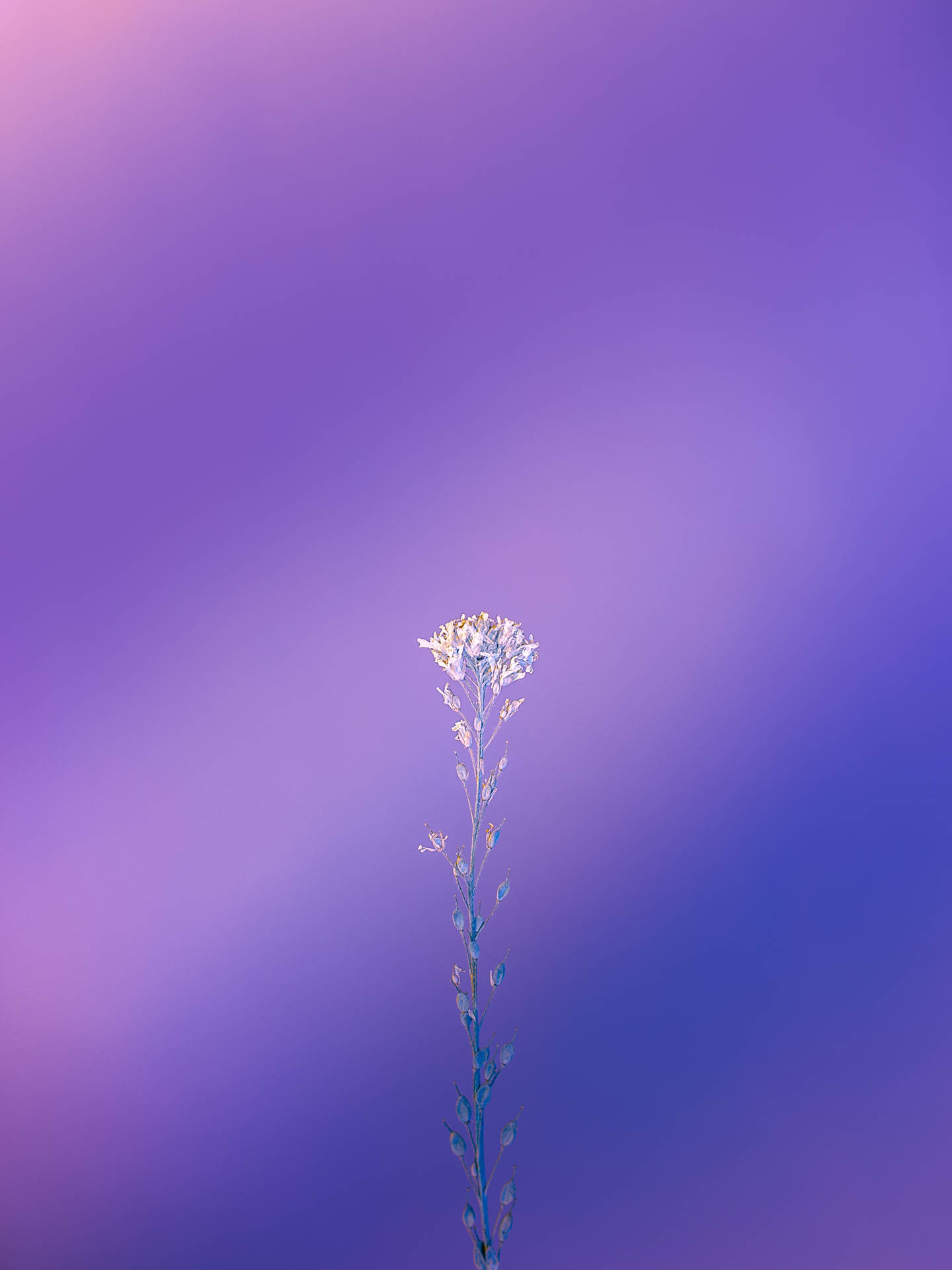 Iphone 11 Purple Lavender Wallpaper