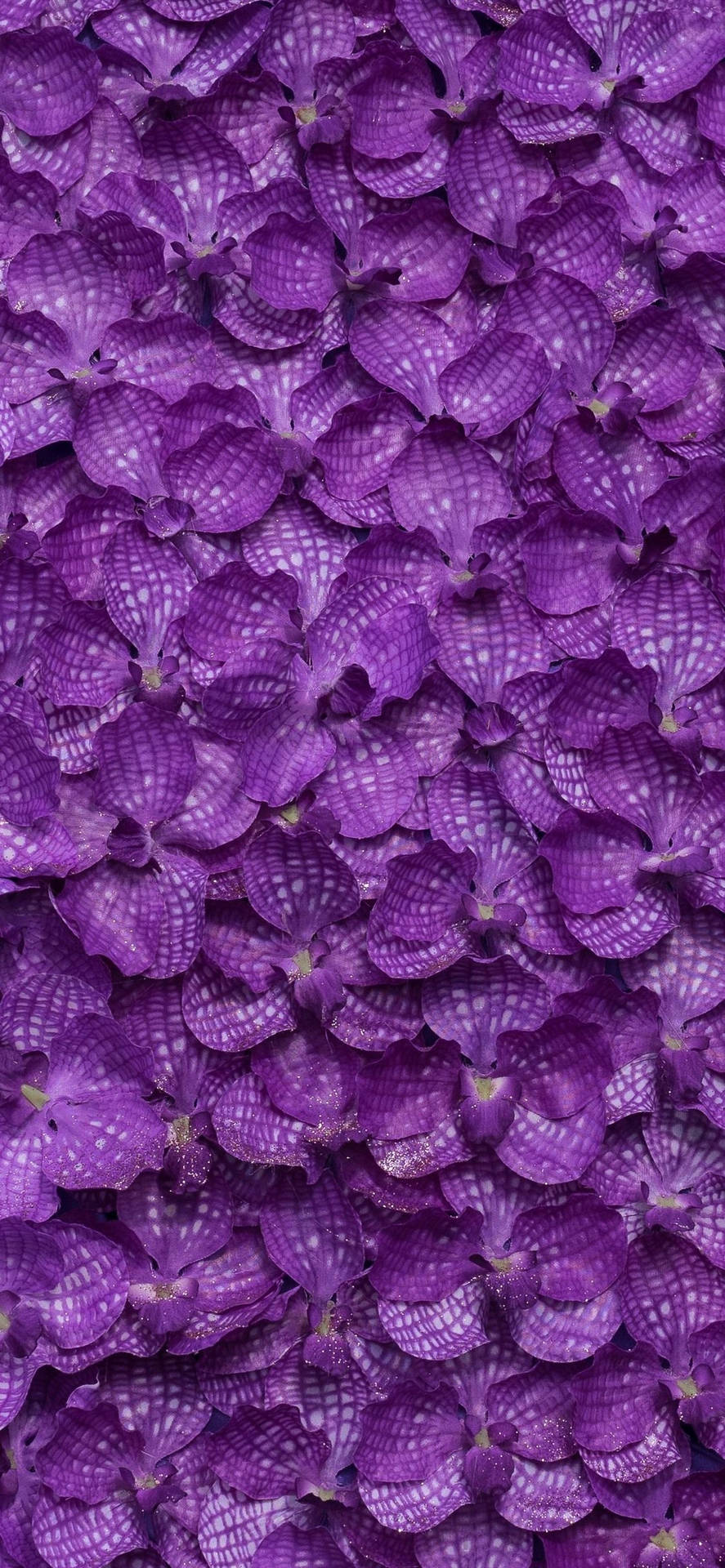 Iphone 11 lilla blomst petaler Wallpaper