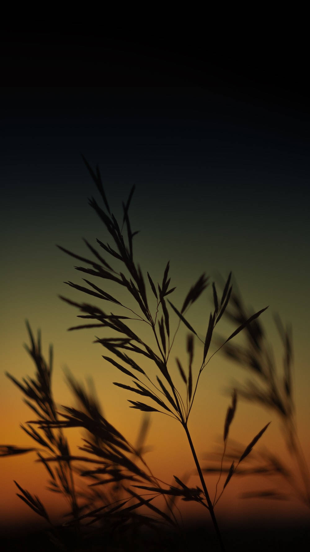 Iphone 12 Pro Crops Background