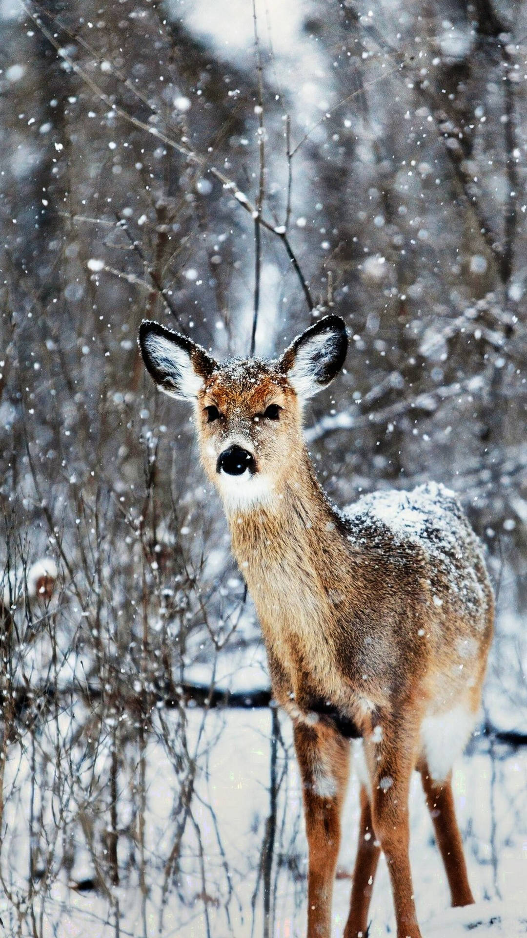 Iphone 12 Pro Max Deer Winter Background