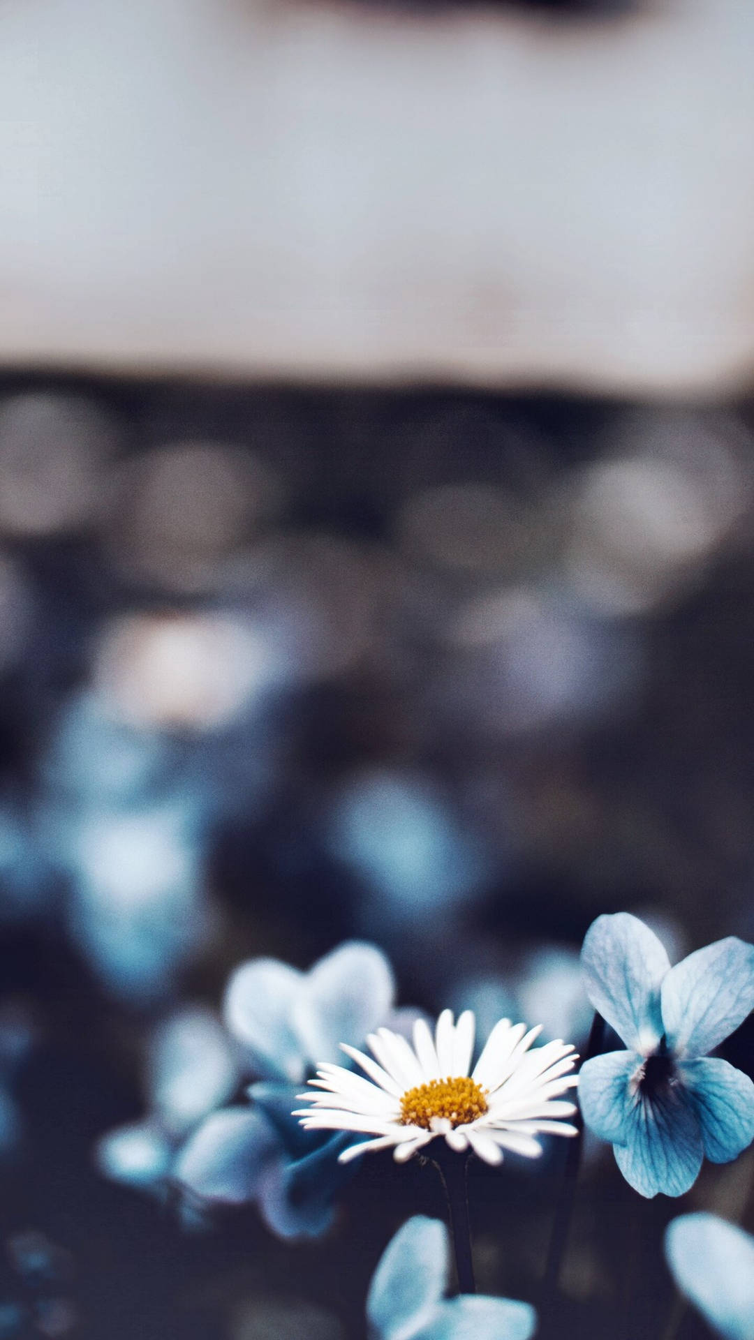 Iphone 12 Pro Max Spring Flower Background