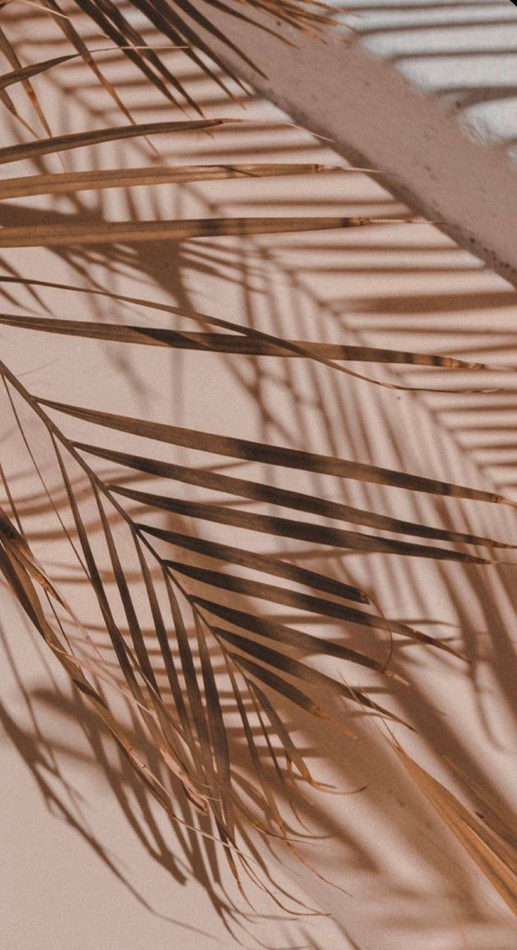 Iphone 12 Pro Palm Leaves Picture
