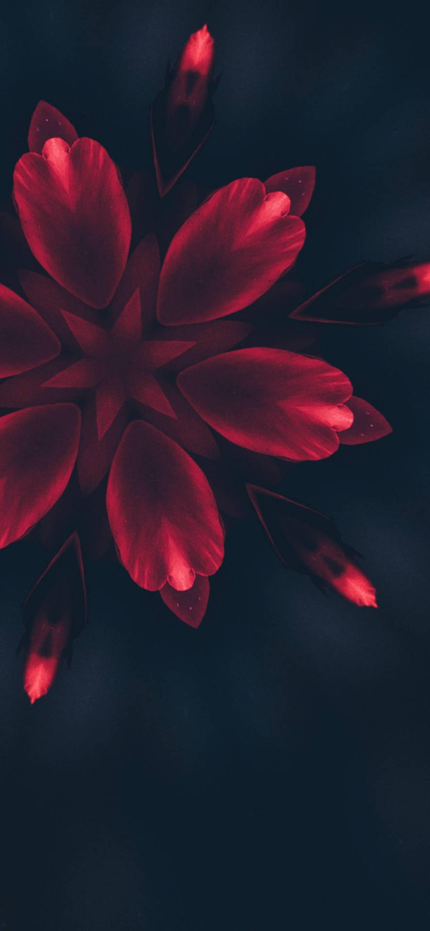 Iphone 14 Pro Red Flower Petals Wallpaper