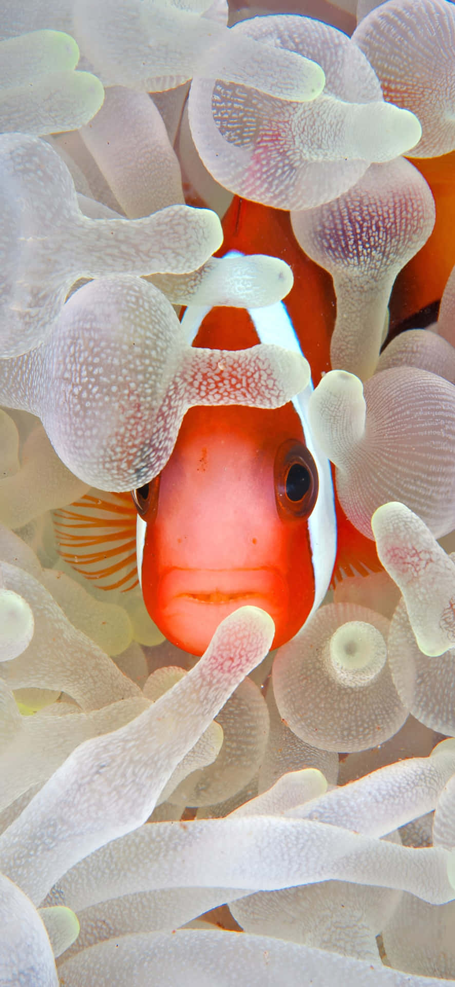 Fotografía Submarina Con Iphone 16 Plus Fondo de pantalla