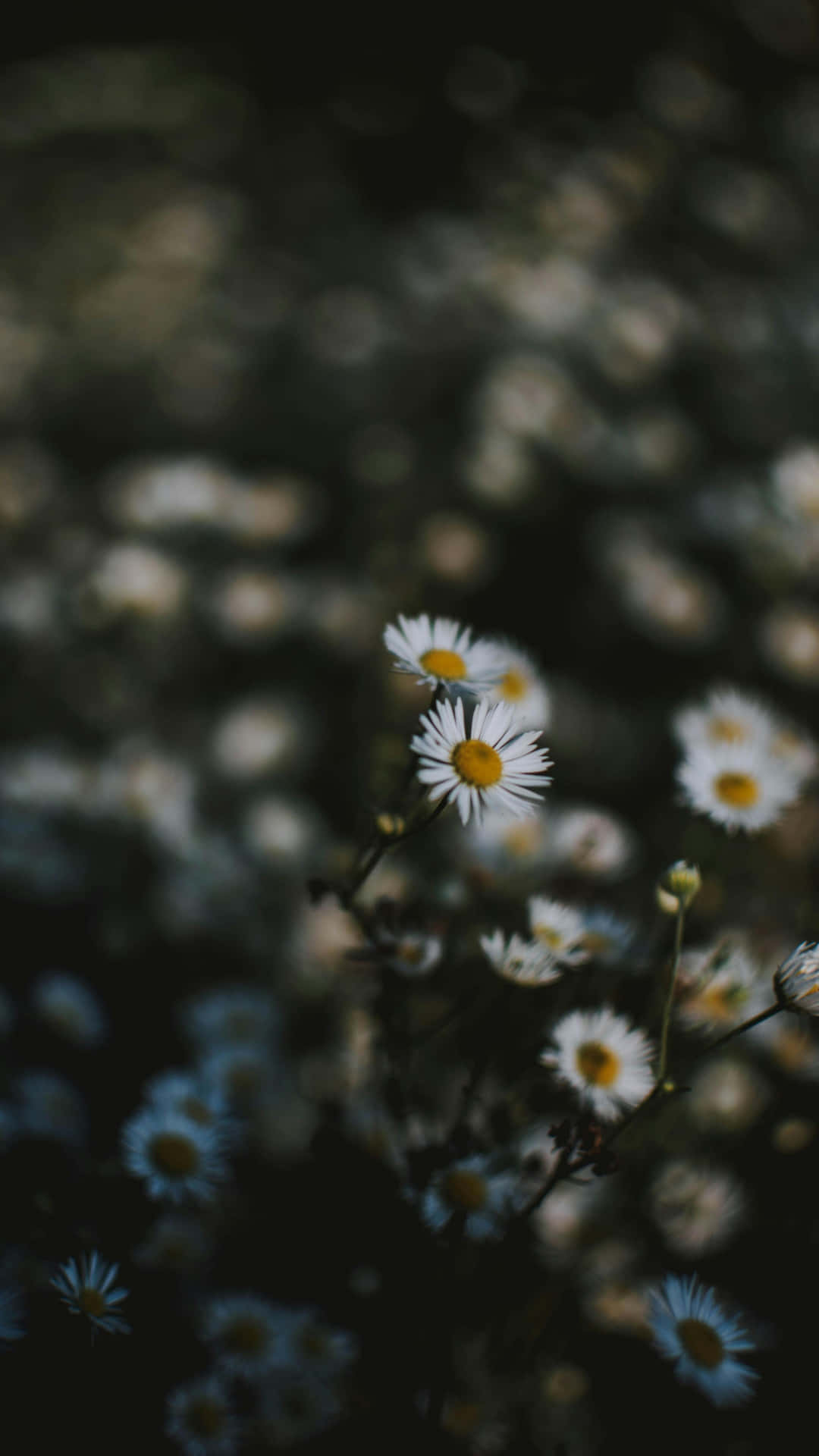 Fotografía Macro Del Iphone 16 Pro Max Fondo de pantalla