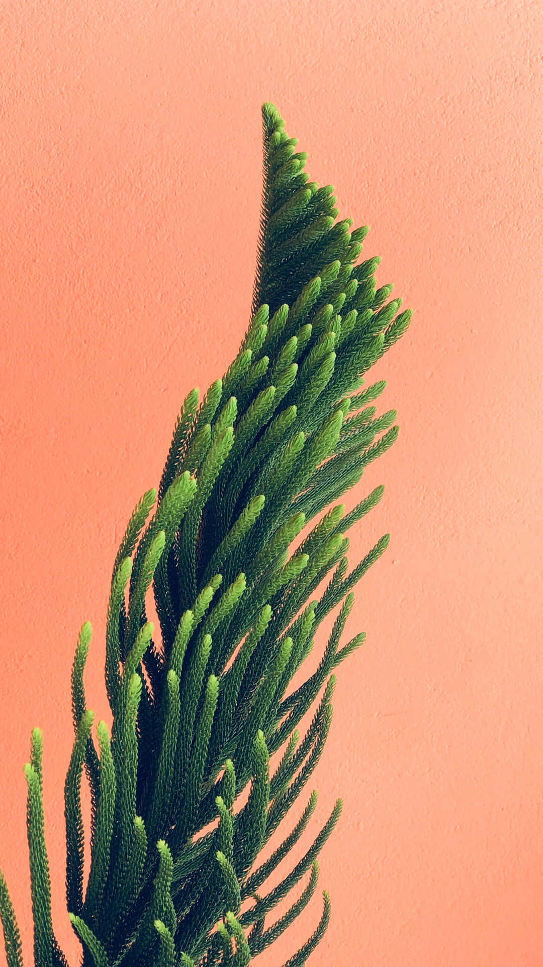 Fotografía Macro Del Iphone 16 Pro Max Fondo de pantalla