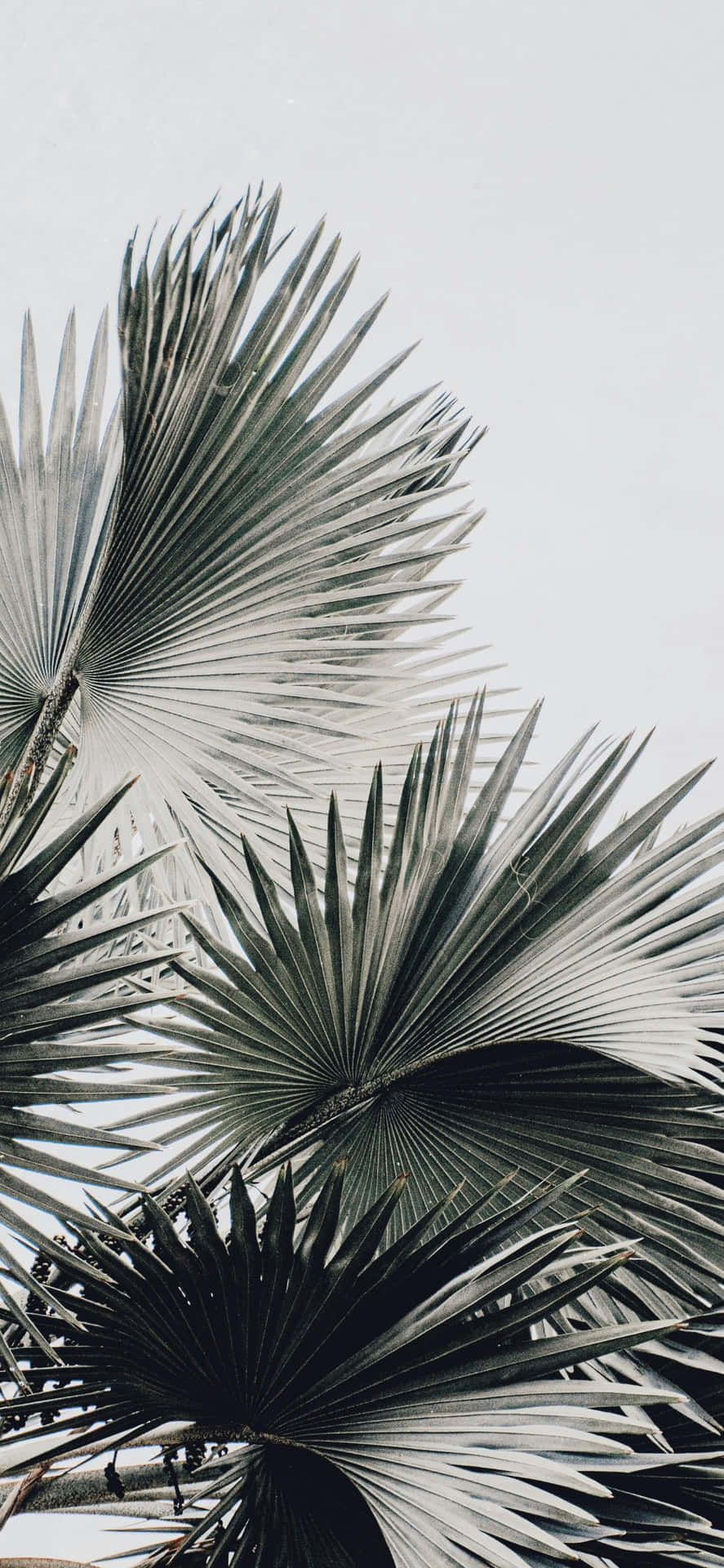 Muestra De Cámara Del Iphone 16e Fondo de pantalla