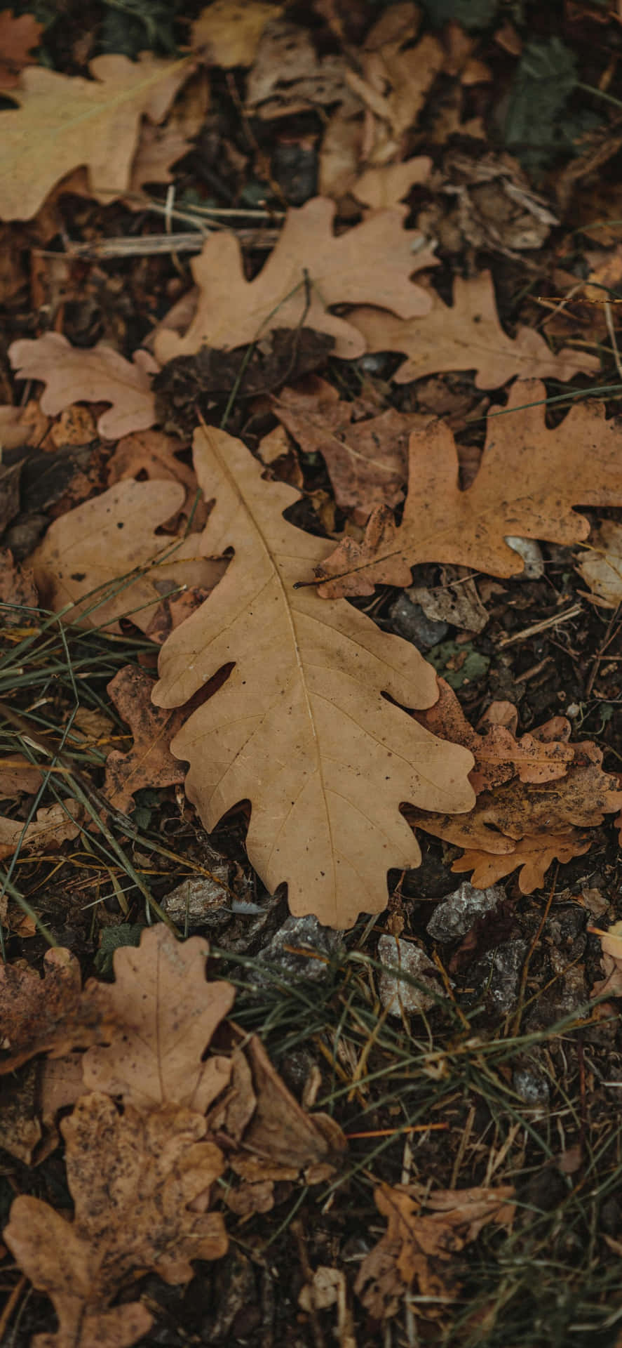 Fotografía Macro De Hoja Del Iphone 16e Fondo de pantalla