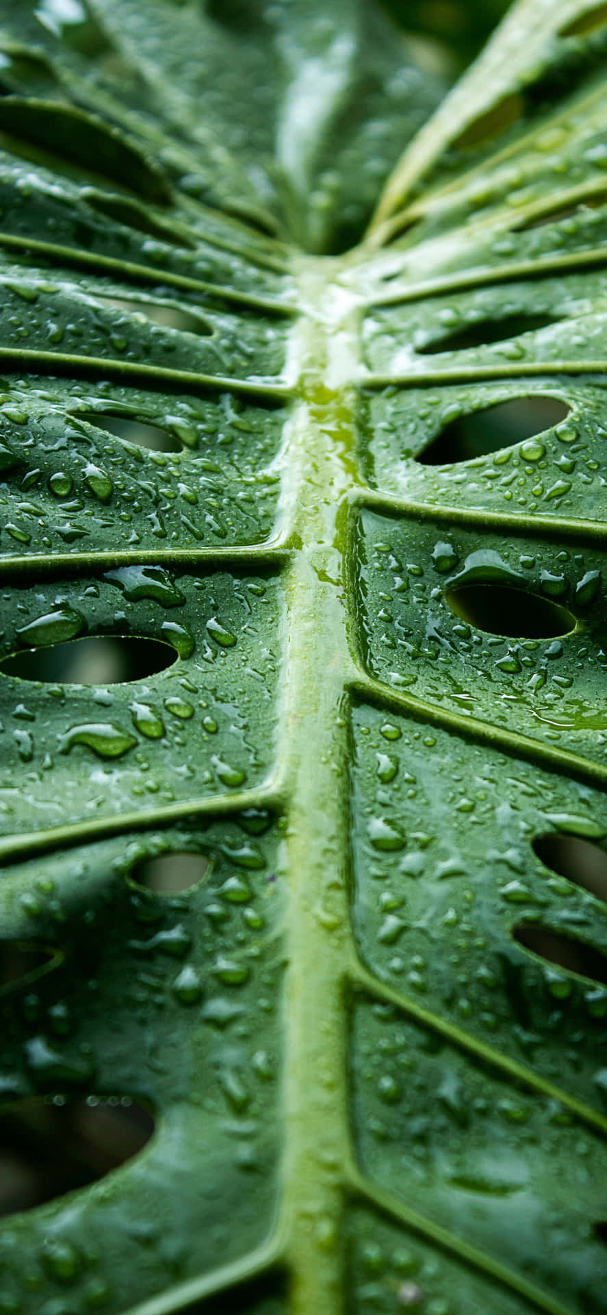 Fotografía Macro Del Iphone 16e Fondo de pantalla