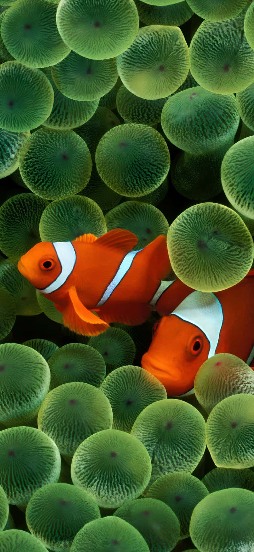 Pantalla Del Iphone 17 Pro Max Fondo de pantalla