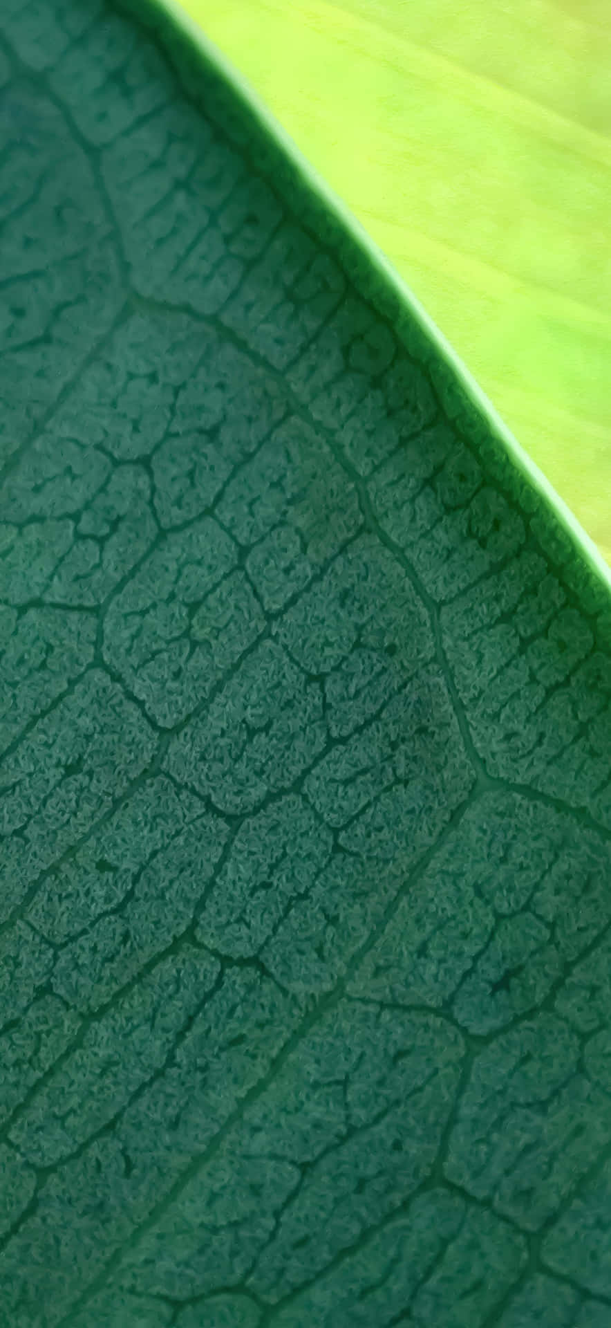 Fotografía Macro Del Iphone 17 Pro Max Fondo de pantalla