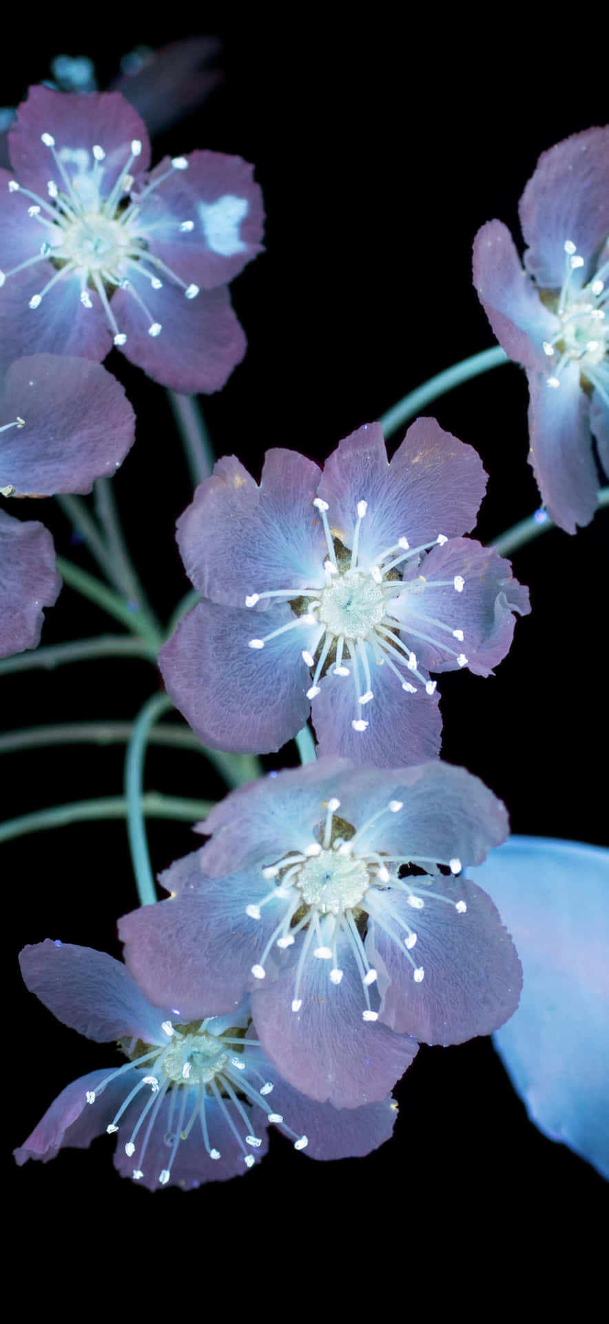 Fotografía Macro Del Iphone 17 Pro Max Fondo de pantalla