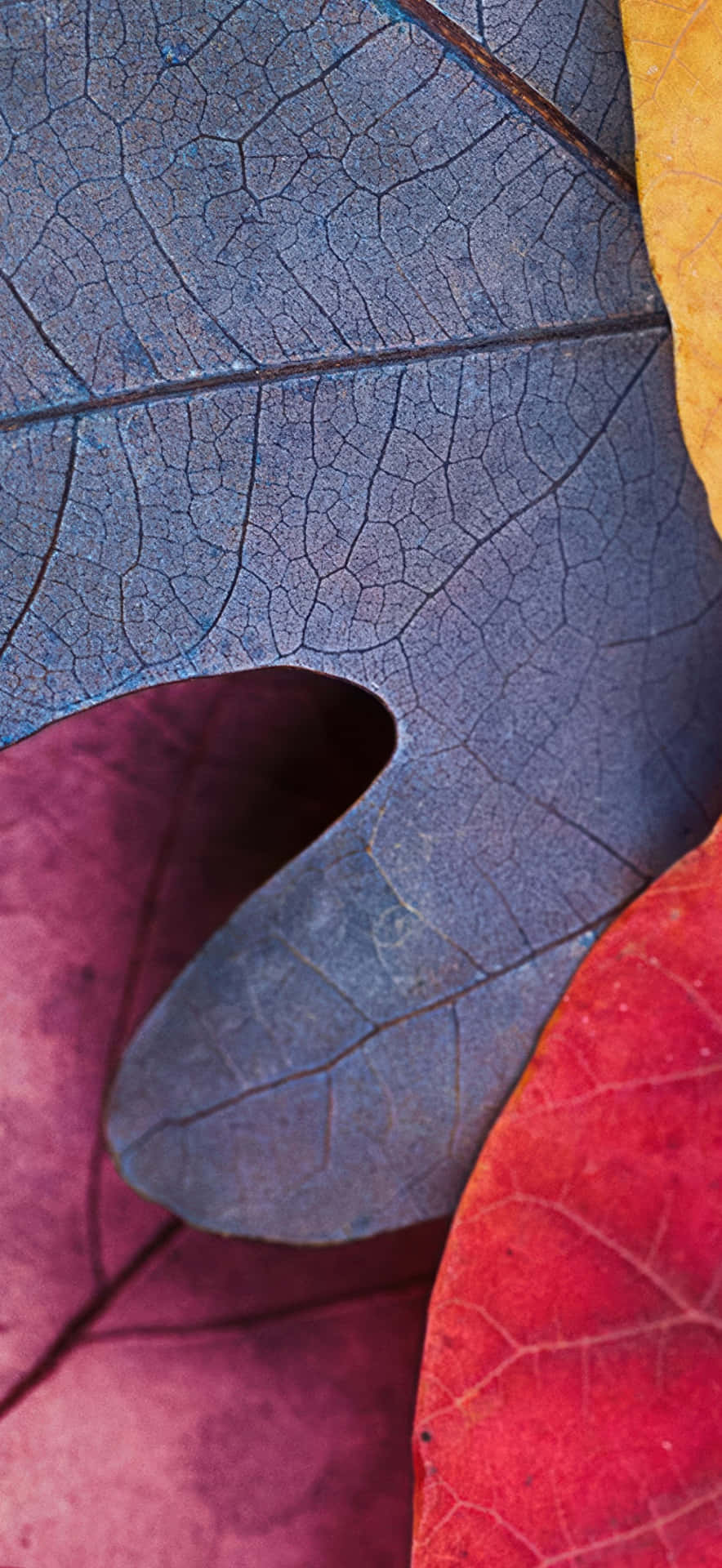 Fotografía Macro Del Iphone 17 Pro Max Fondo de pantalla