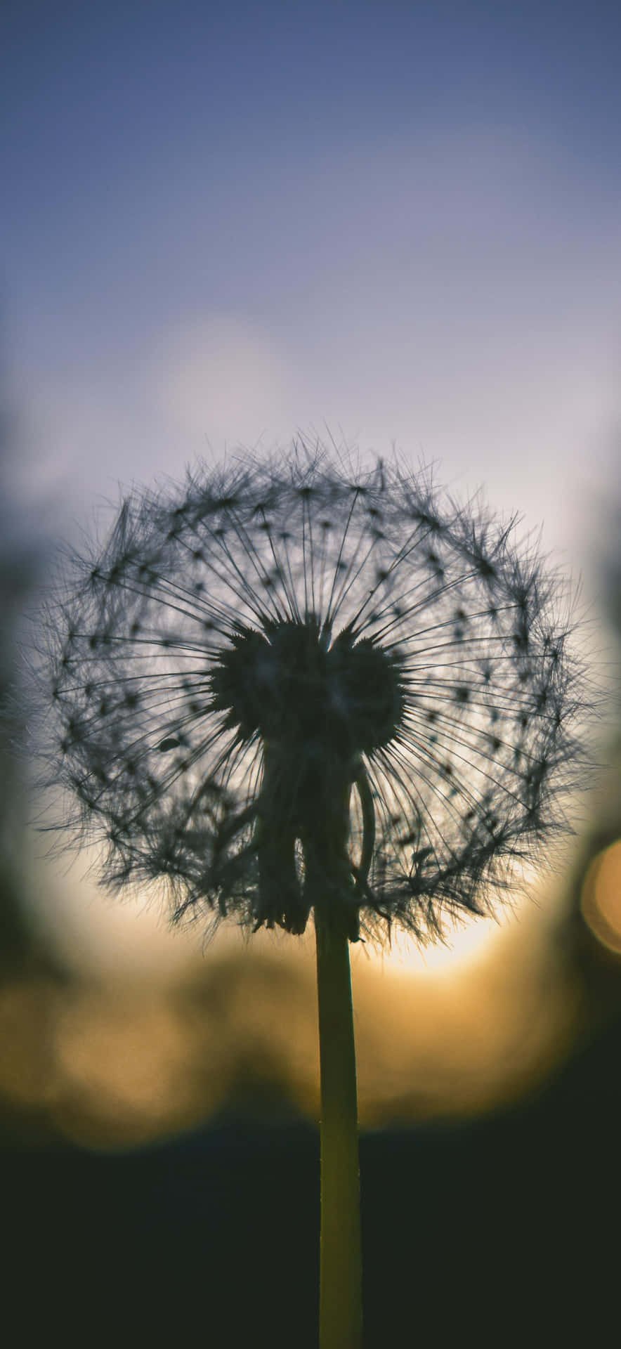 Iphone 17 Pro Max Macro Photography Wallpaper