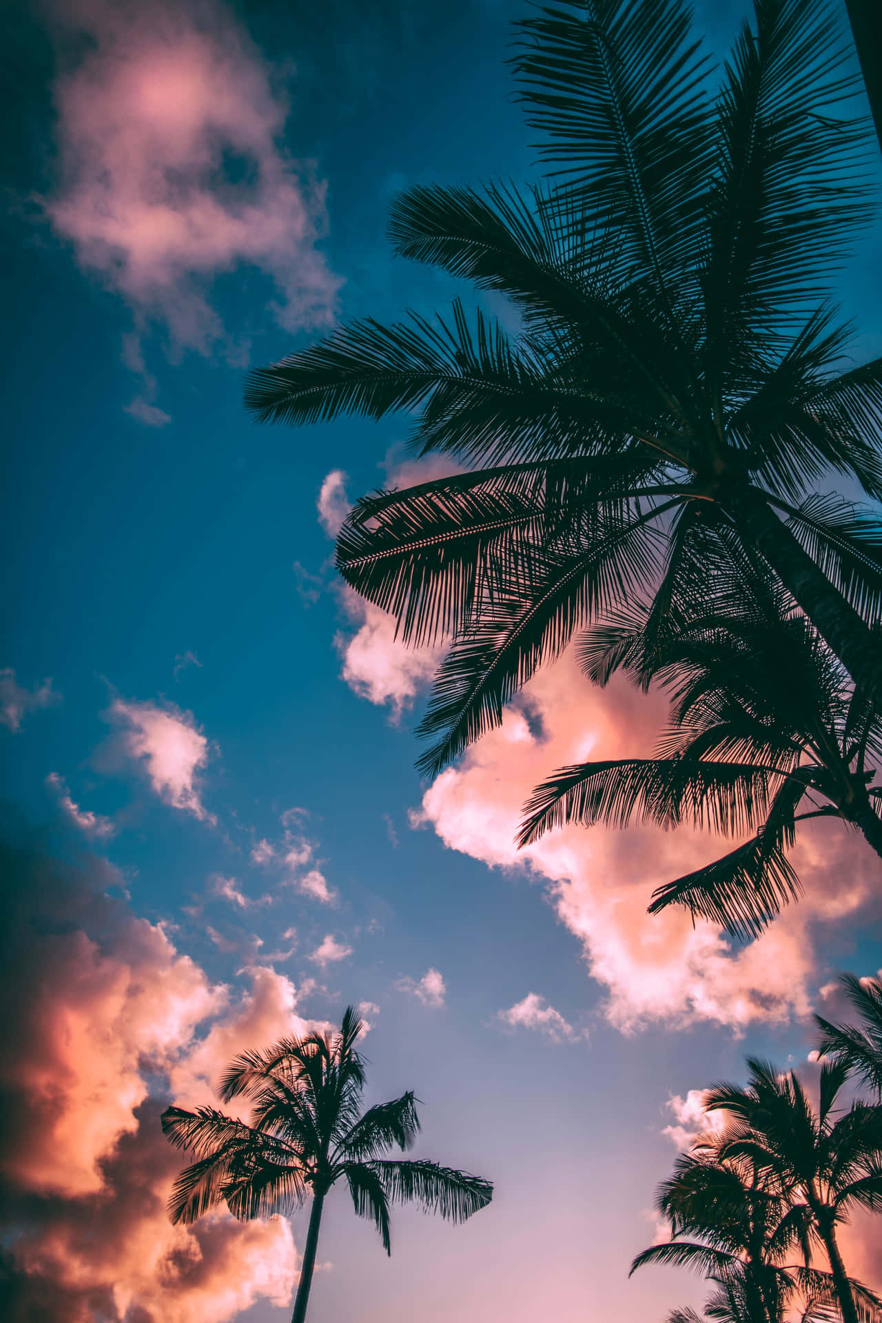 Palm Trees At Sunset Wallpaper