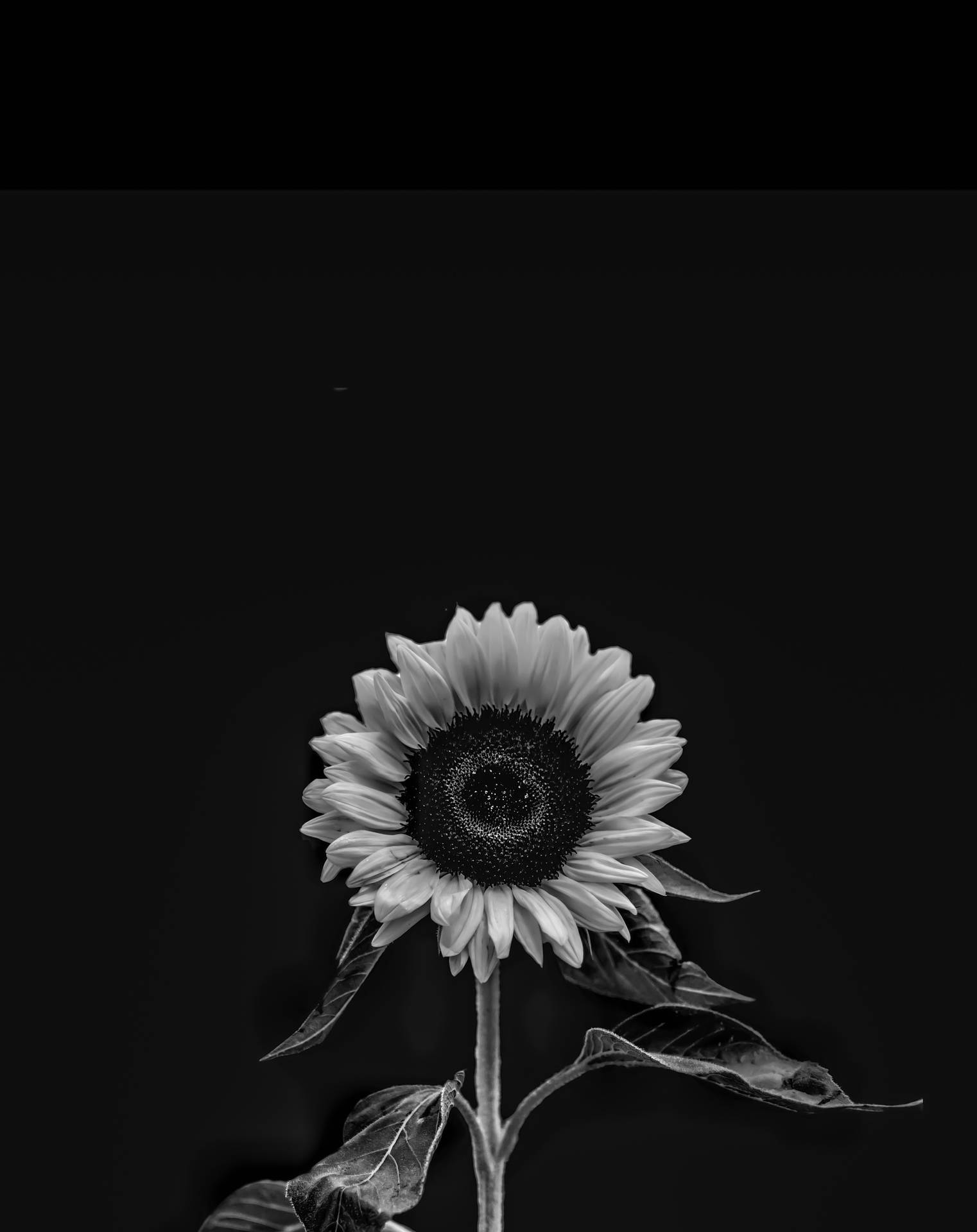 Iphone 4k Black White Sunflower Wallpaper
