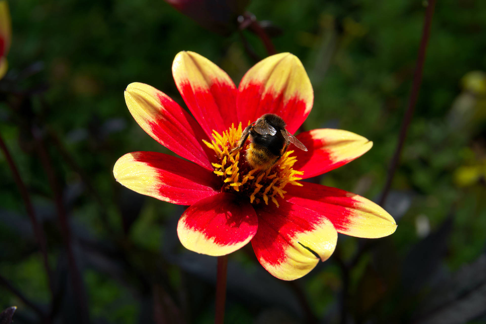 Iphone 4k Bumblebee Background