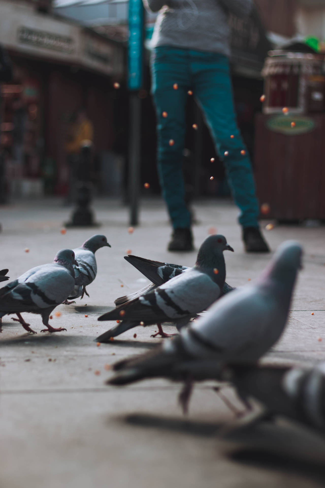 Iphone 4k Pigeons Background