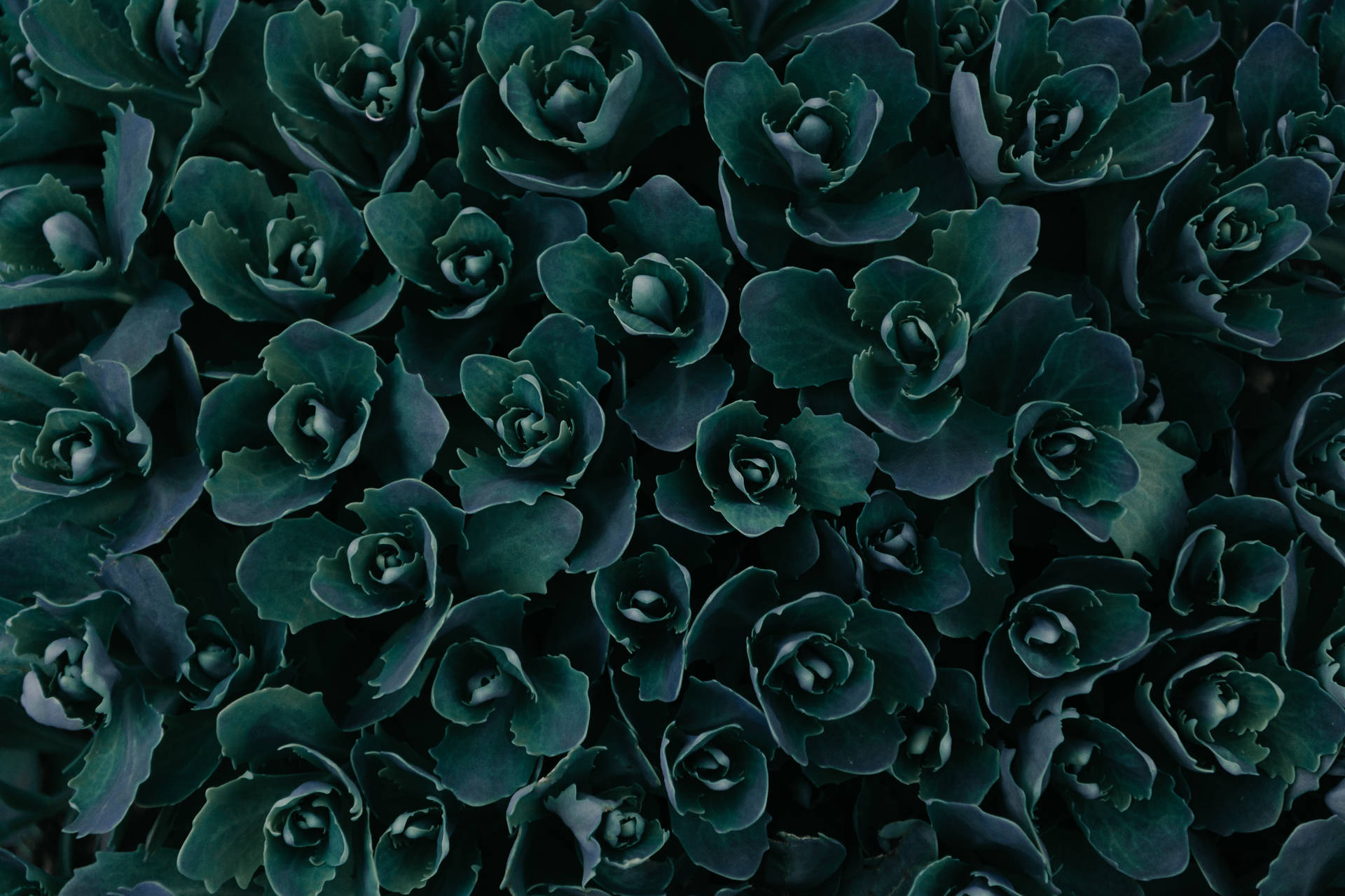 Iphone 4k Succulents Background