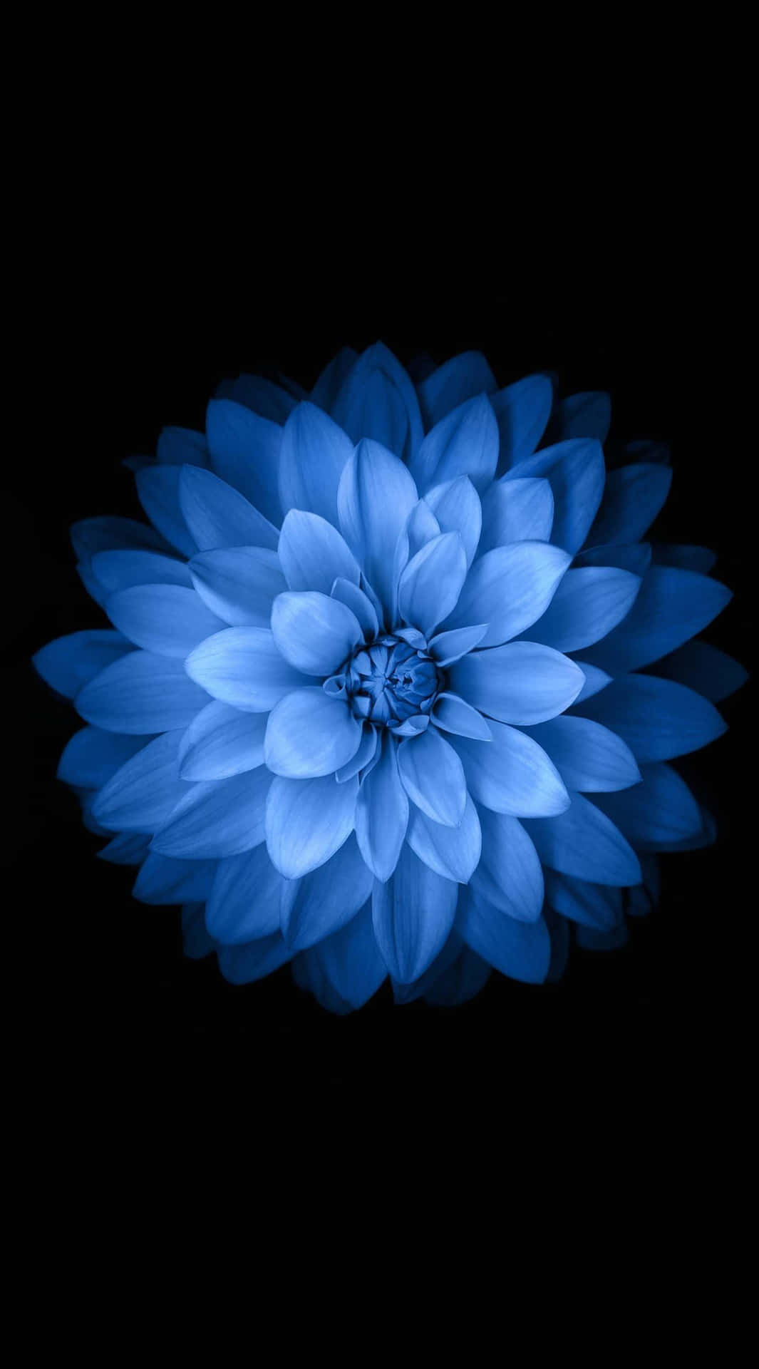 Iphone 6s Default Blue Flower Wallpaper