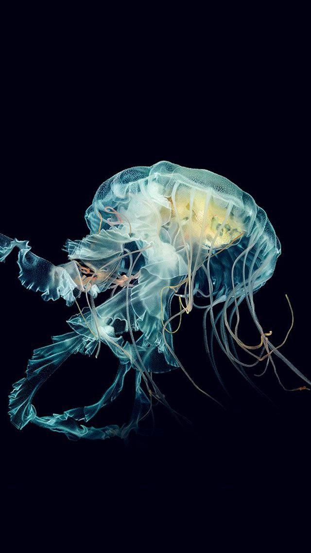 Iphone 6s Live Jellyfish Wallpaper