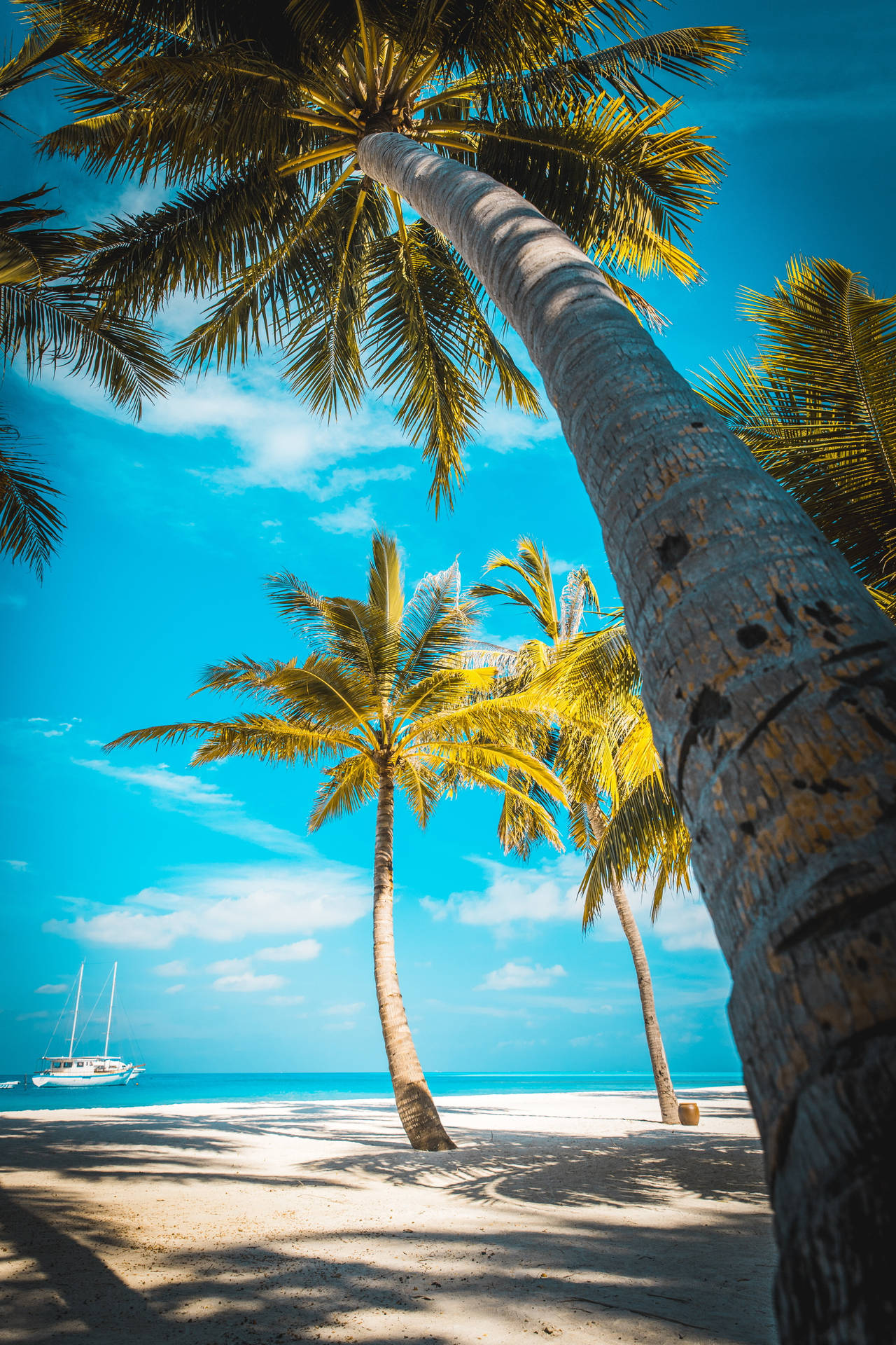 iPhone 7 Beach Palm Trees Wallpaper
