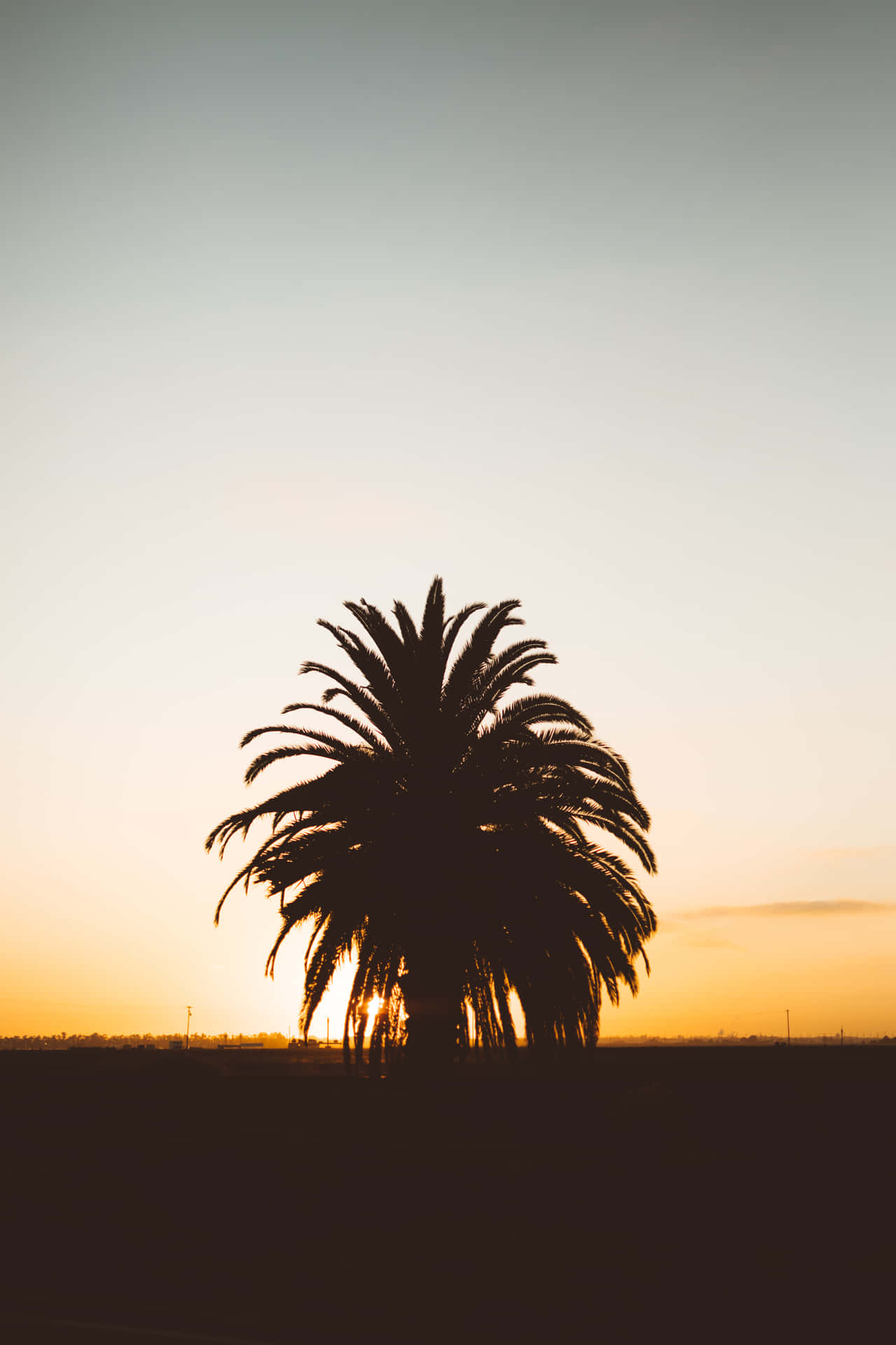A Palm Tree Silhouetted Against The Sunset Wallpaper