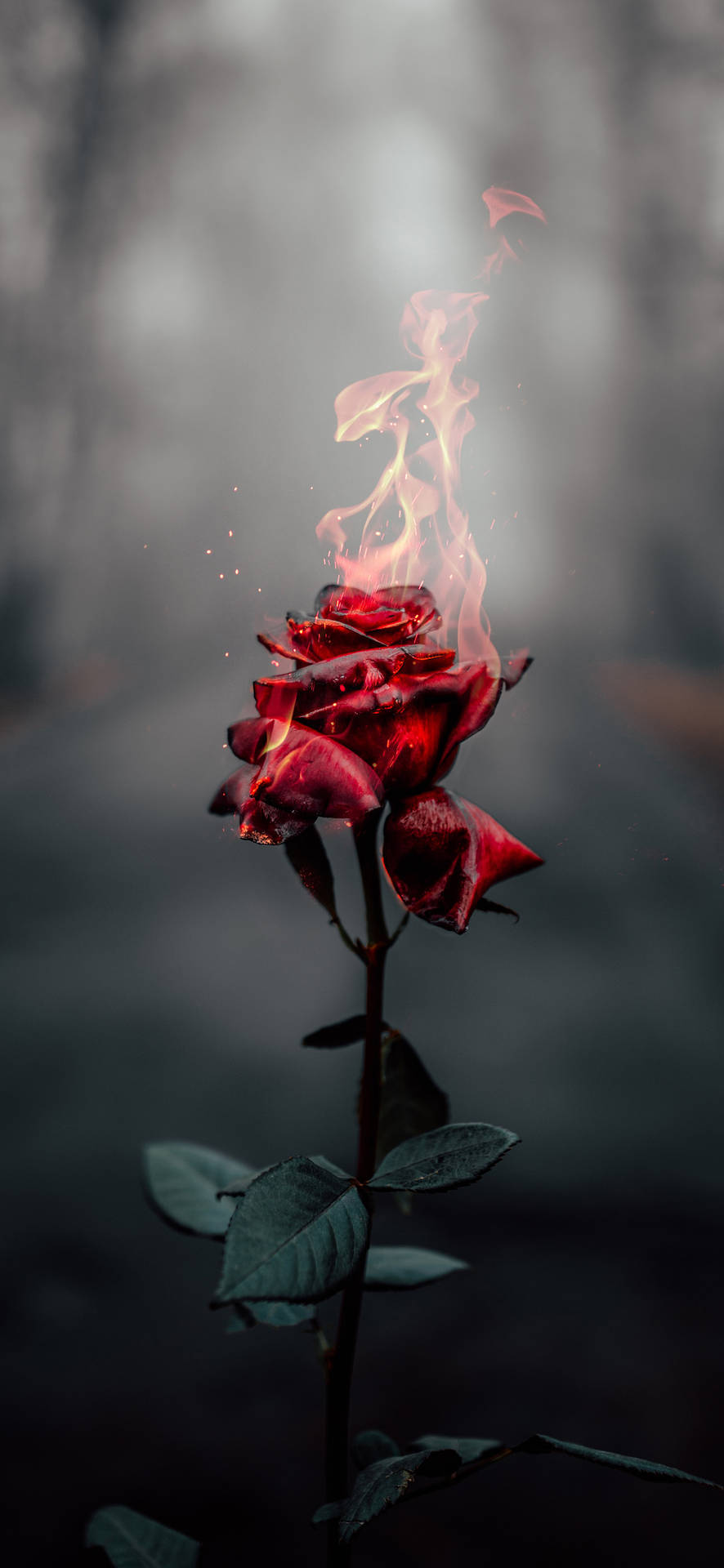 Iphone Aesthetic Flaming Rose Background