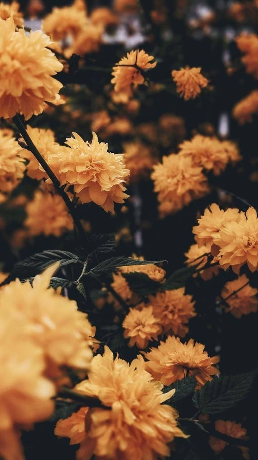 Iphone Aesthetic Yellow Flowers Picture