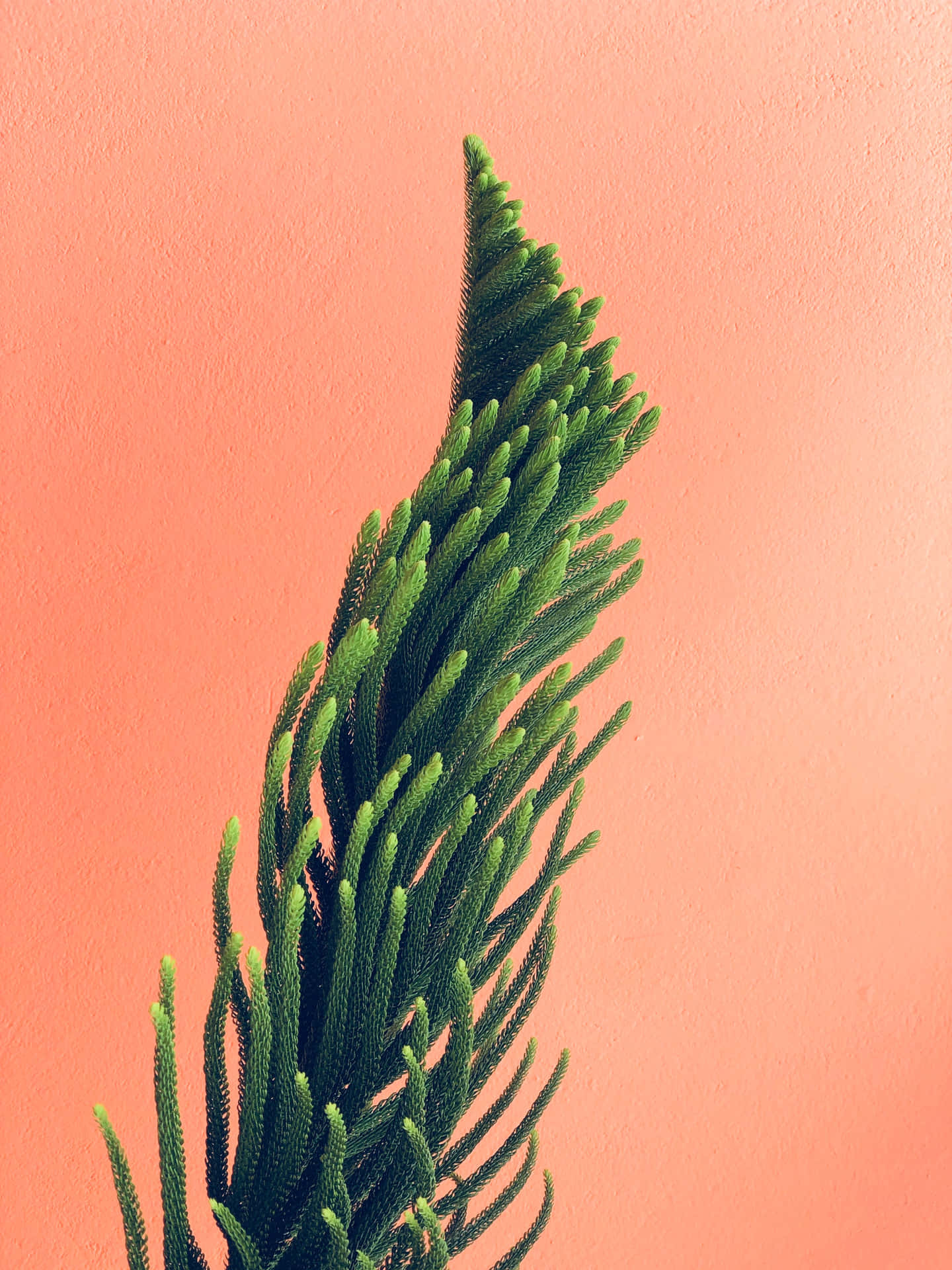 Norfolk Island Pine Plant iPhone Background