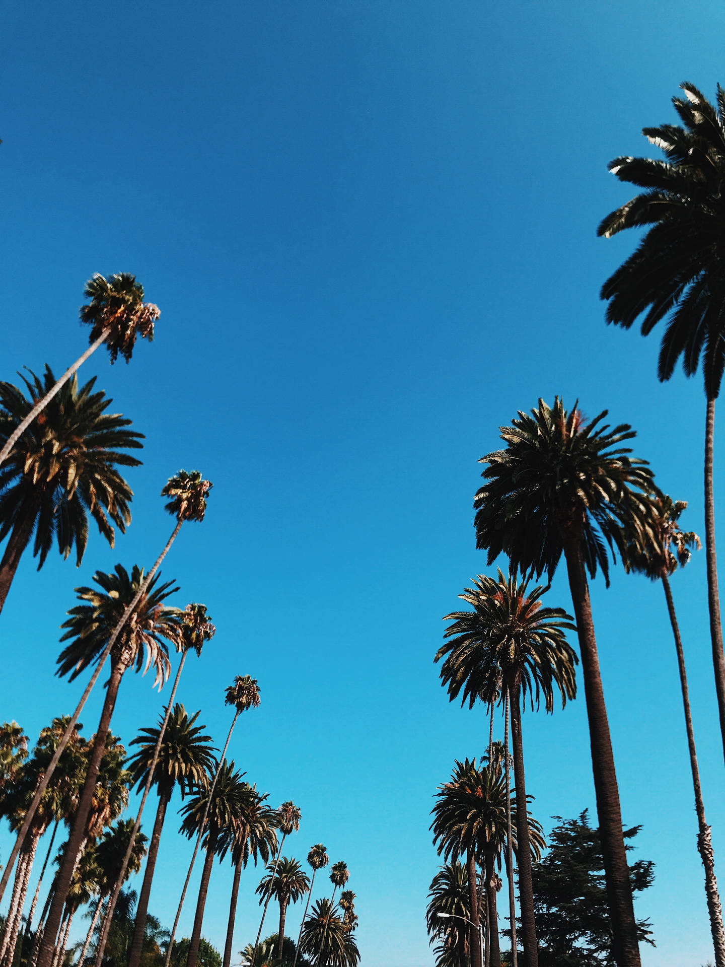 Iphone California Palm Trees And Blue Sky Wallpaper