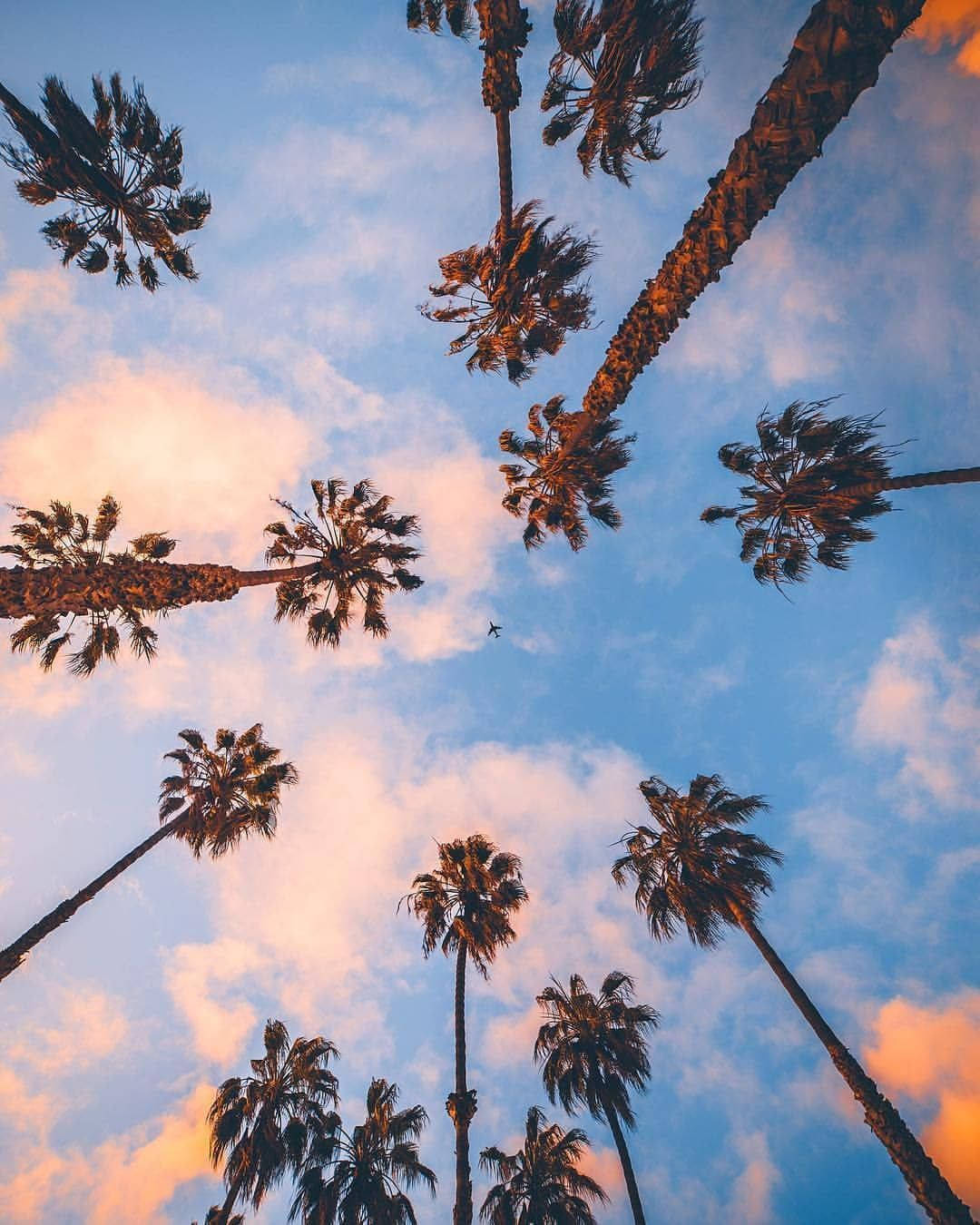 Iphone California Palm Trees Low Angle Shot Wallpaper