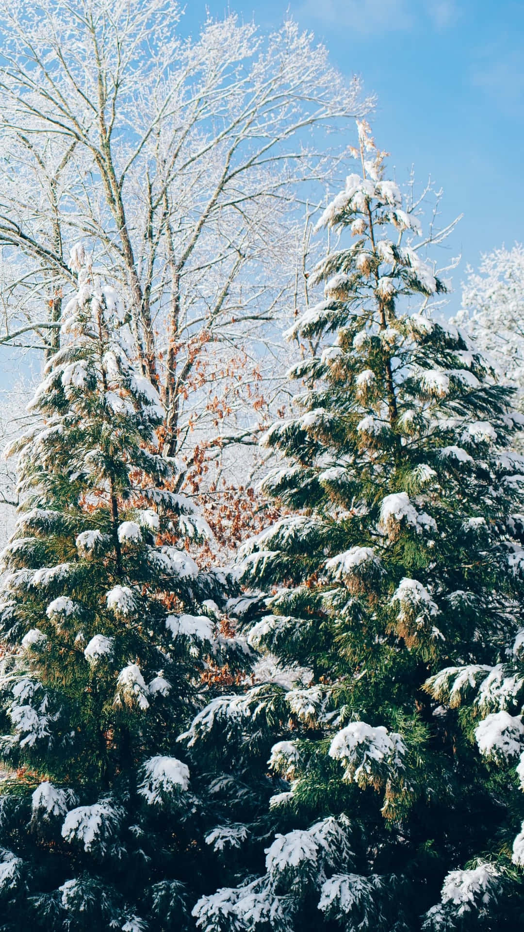 Einegruppe Von Bäumen, Die Mit Schnee Bedeckt Ist Wallpaper