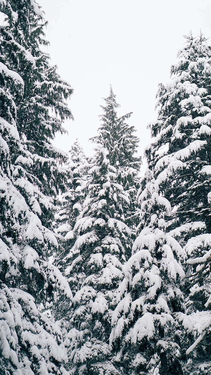 Iphoneweihnachten Schnee Immergrüne Bäume Wallpaper