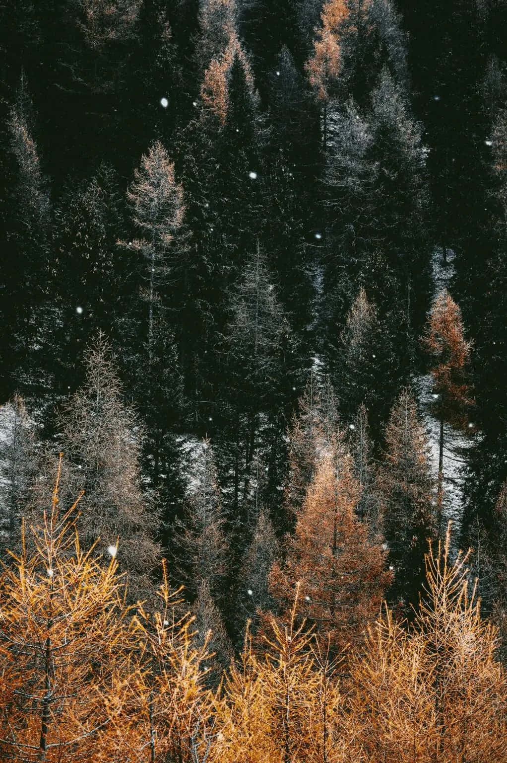 Einwald Mit Bäumen Und Schnee
