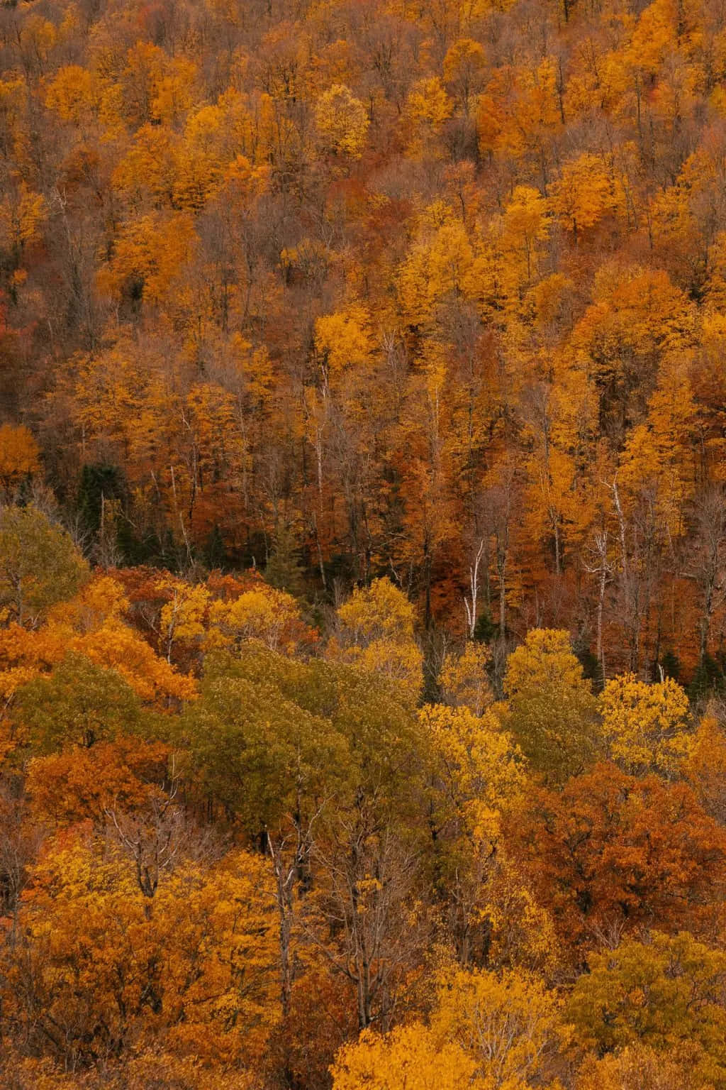 Njutav Höstens Skönhet Med Denna Fantastiska Iphone-bakgrundsbild.