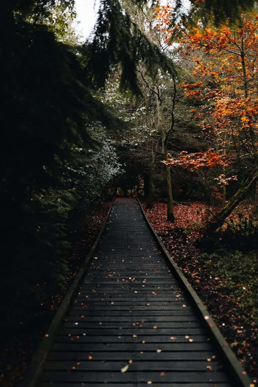 A Wooden Walkway In The Woods With Autumn Leaves