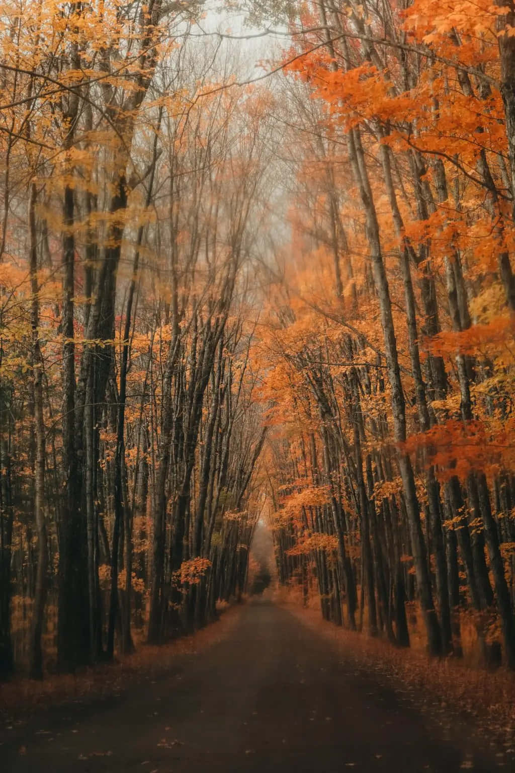 Unastrada Nella Foresta Con Alberi Di Arancio