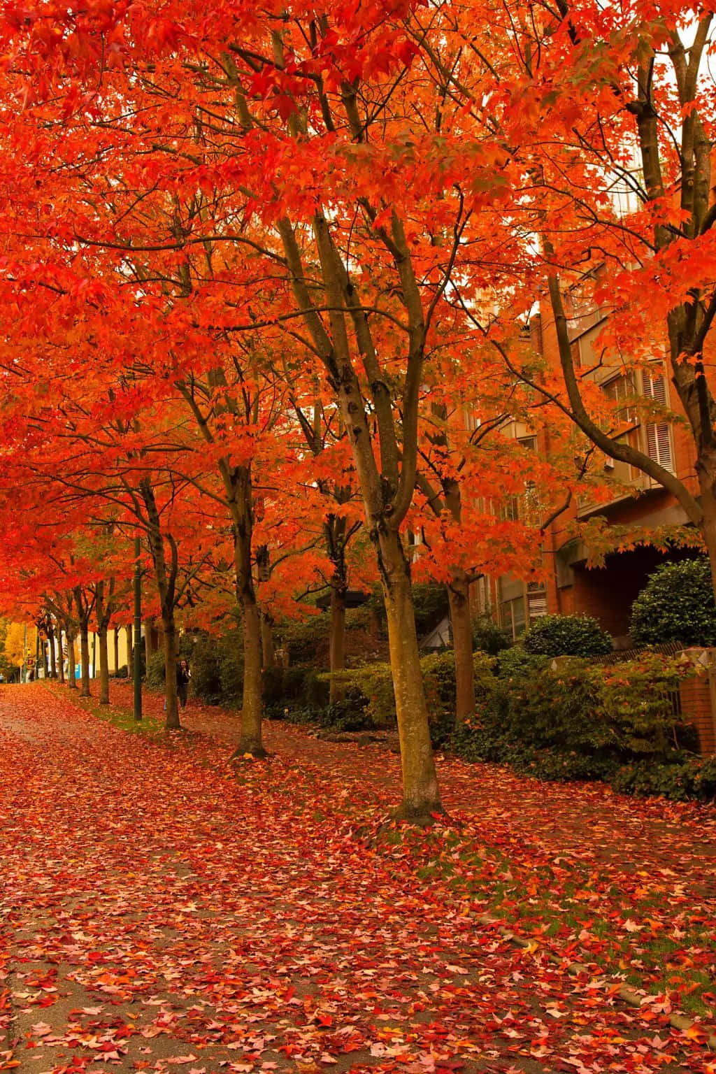 Einestraße Gesäumt Von Roten Blättern