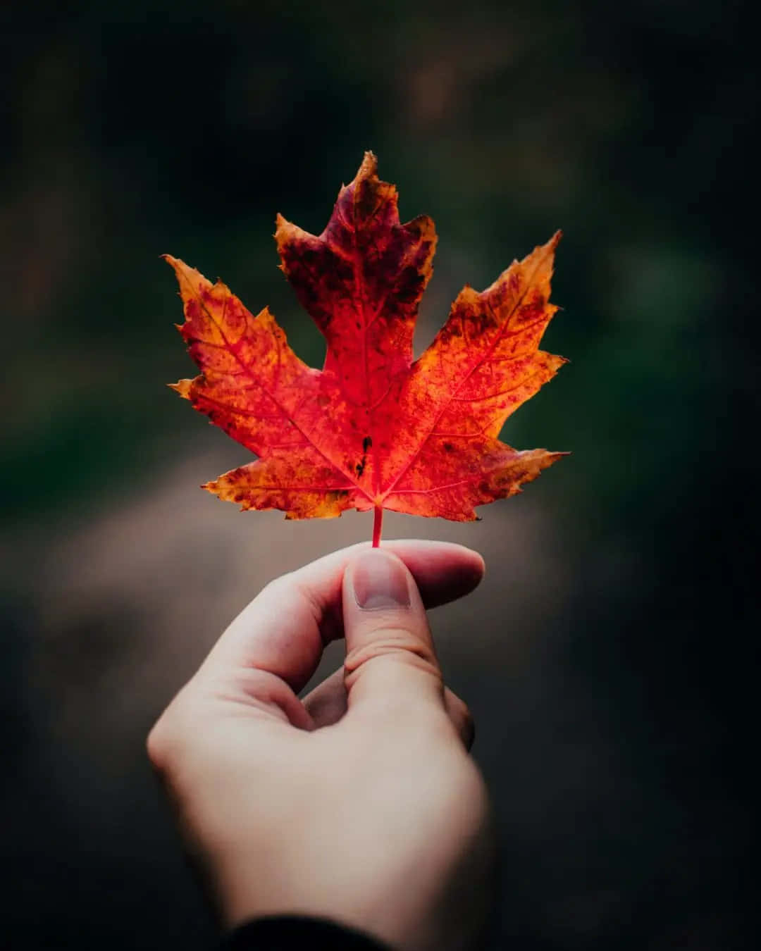 A Person Holding A Red Maple Leaf