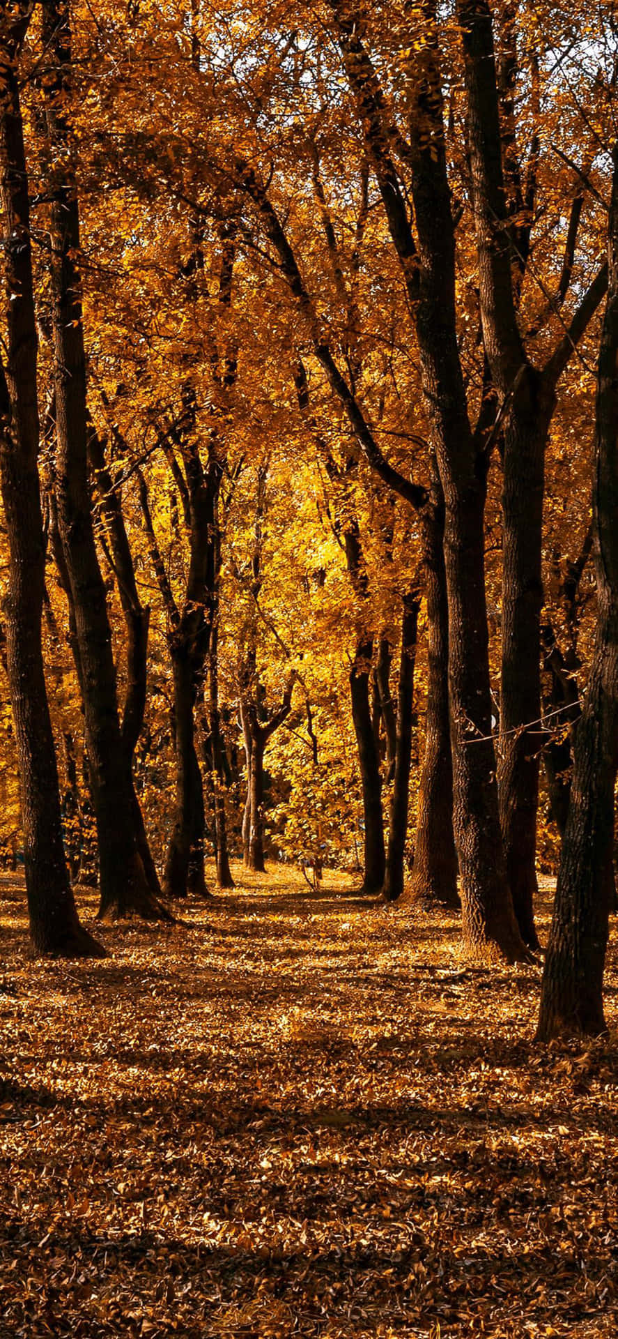A Path In The Woods With Yellow Leaves