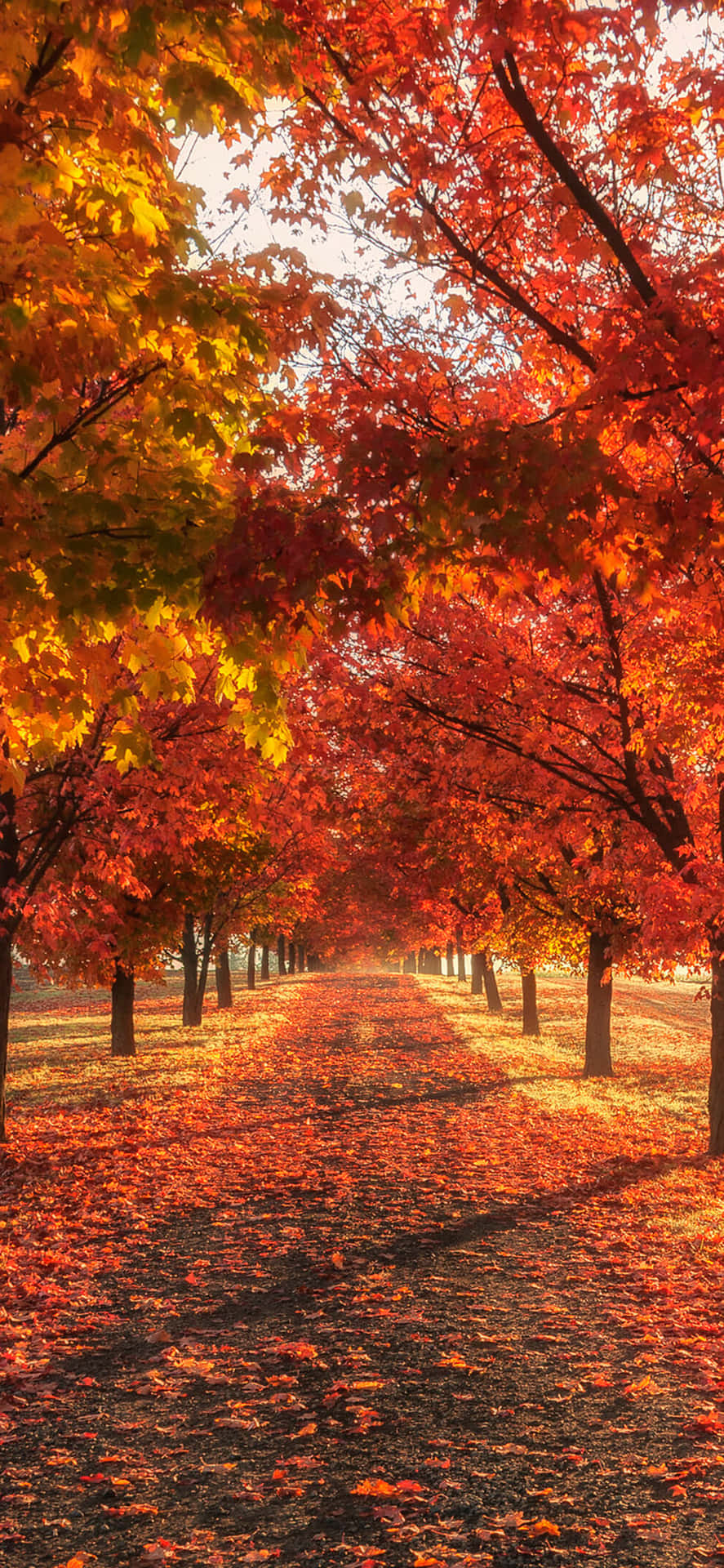 Genießensie Die Lebendigen Farben Der Natur Mit Diesem Atemberaubenden Iphone Herbst-hintergrundbild.